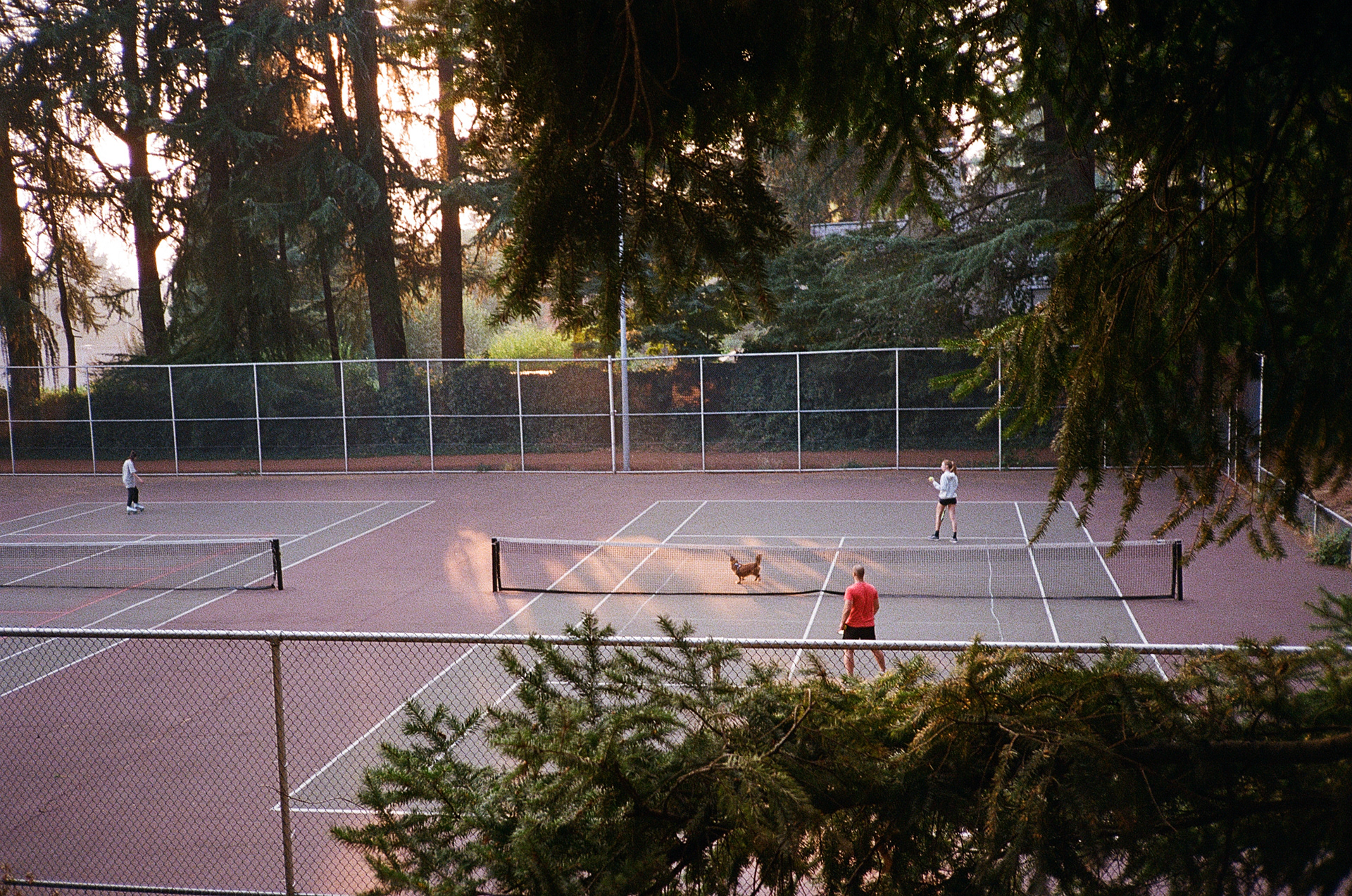 PDX