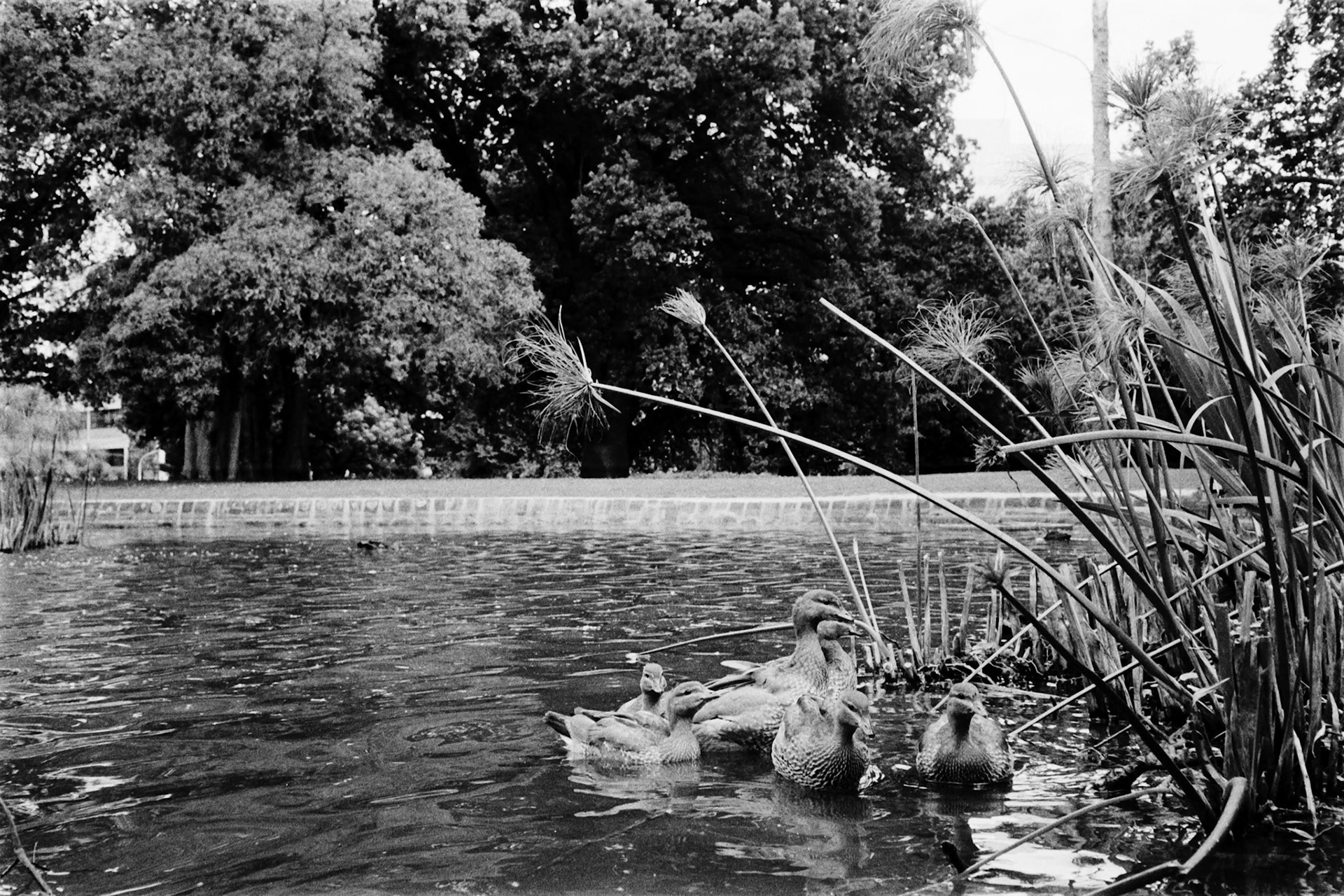 Olympus 35RC | Ilford HP5 400Lab developed in FilmNeverDie