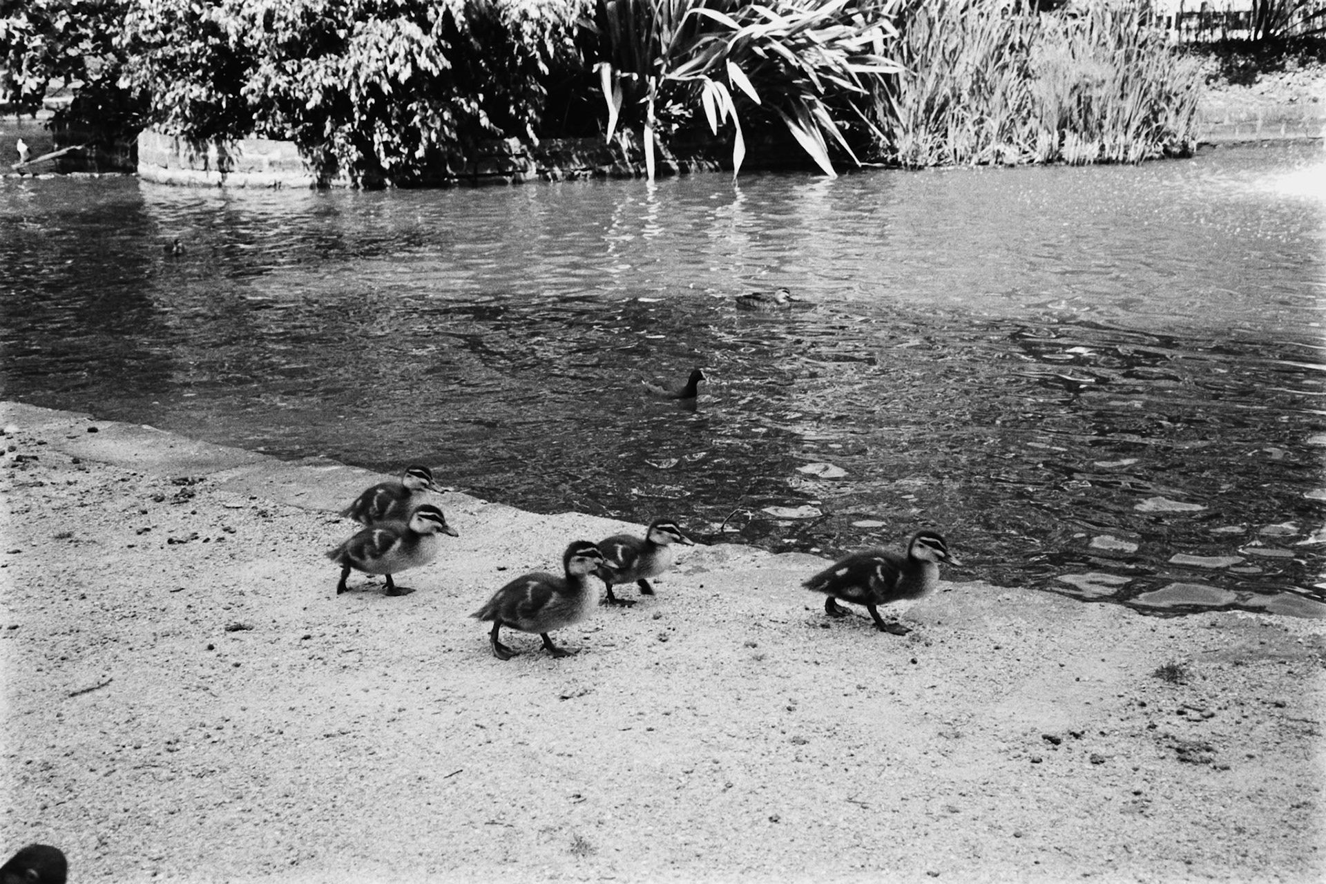 Olympus 35RC | Ilford HP5 400Lab developed in FilmNeverDie