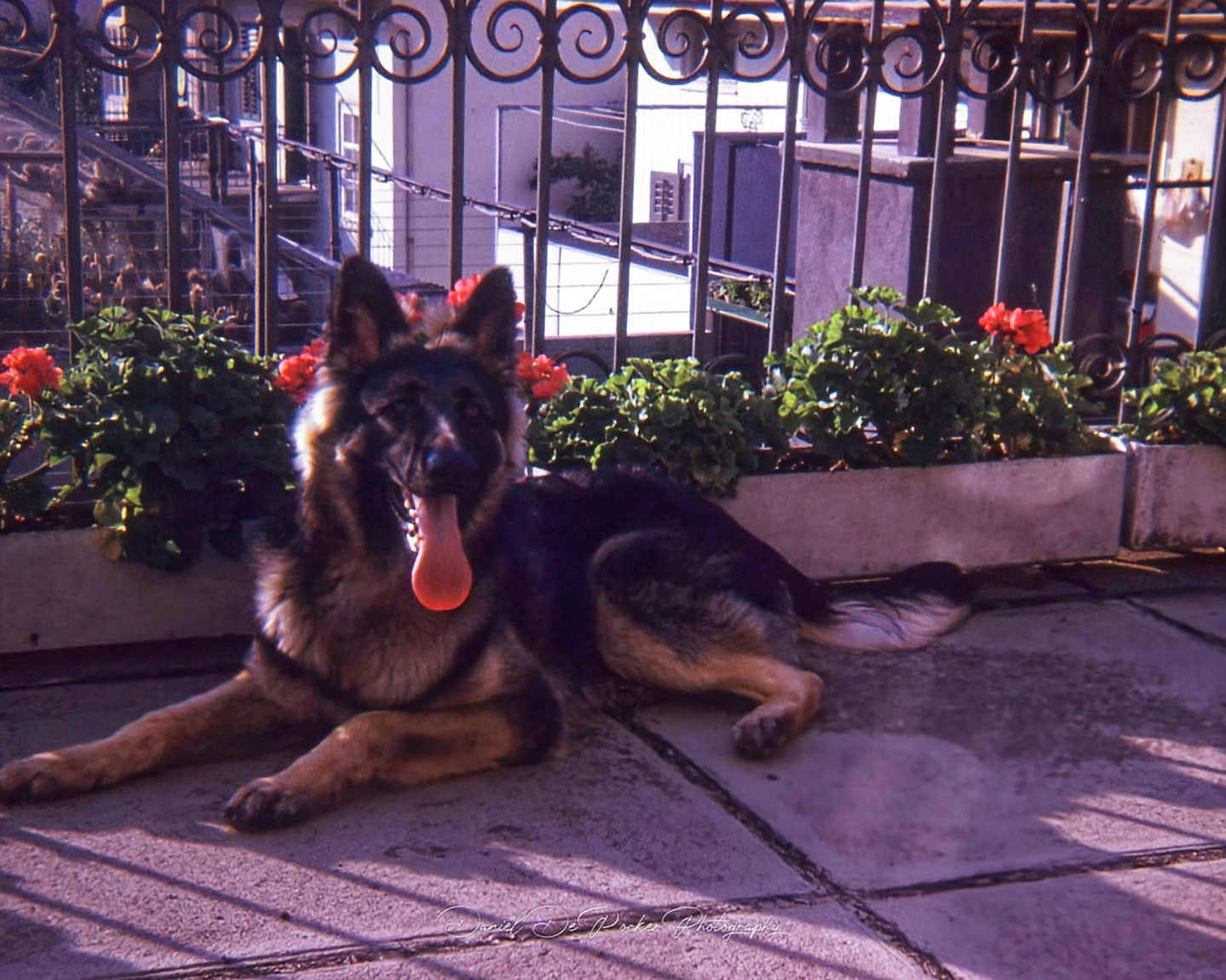 Jimmy was a fantastic dog; he was with me throughout my childhood. He is forever in my heart.