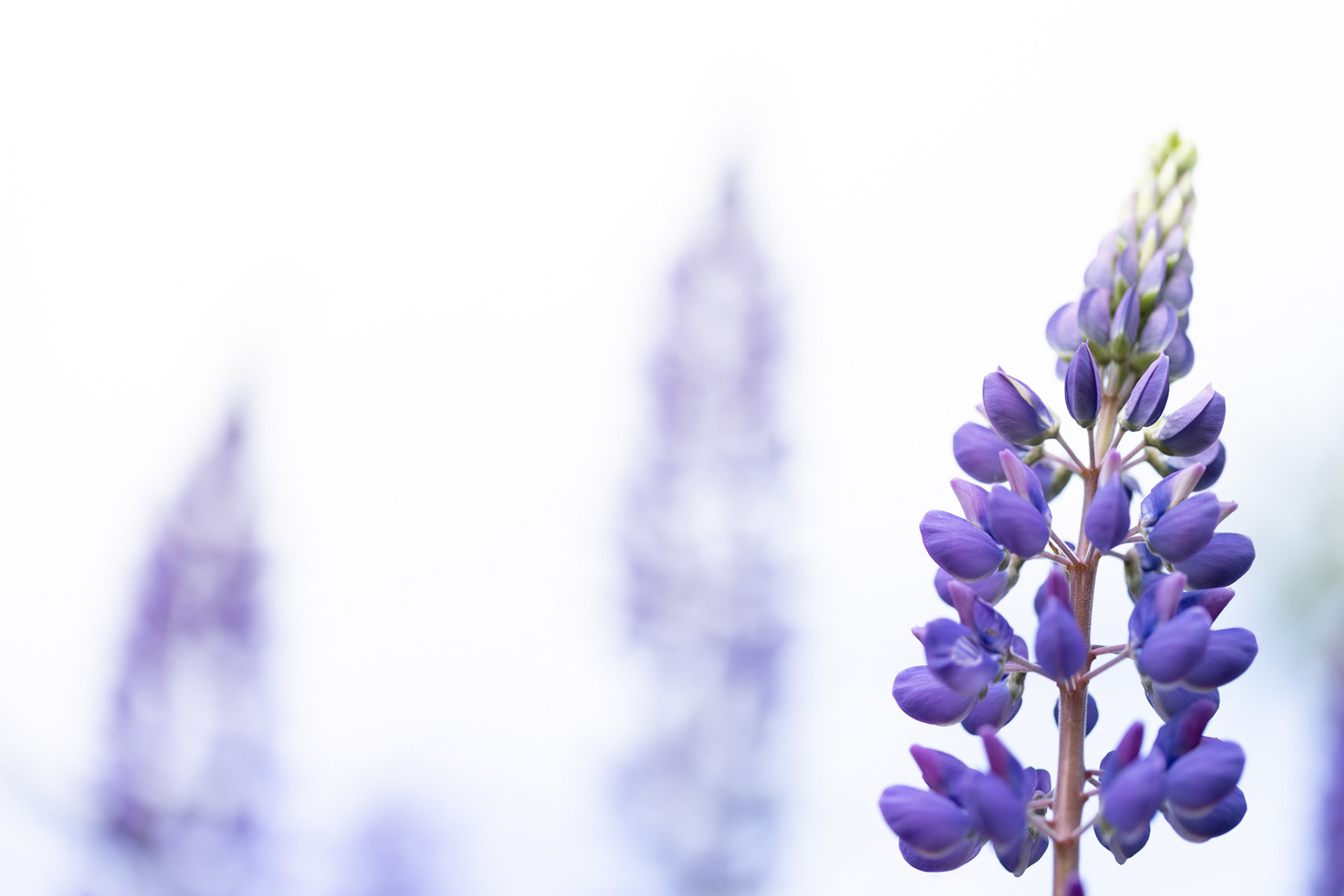 Lupine, Boppard, 2024