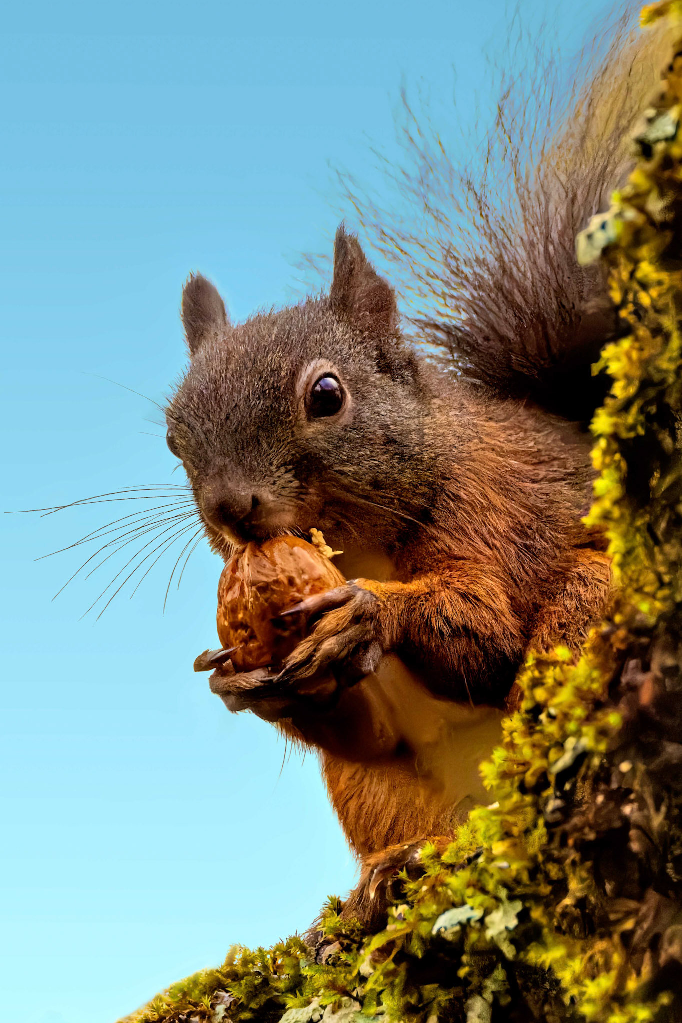 Gerhard Schneglberger "Eichhörnchen"