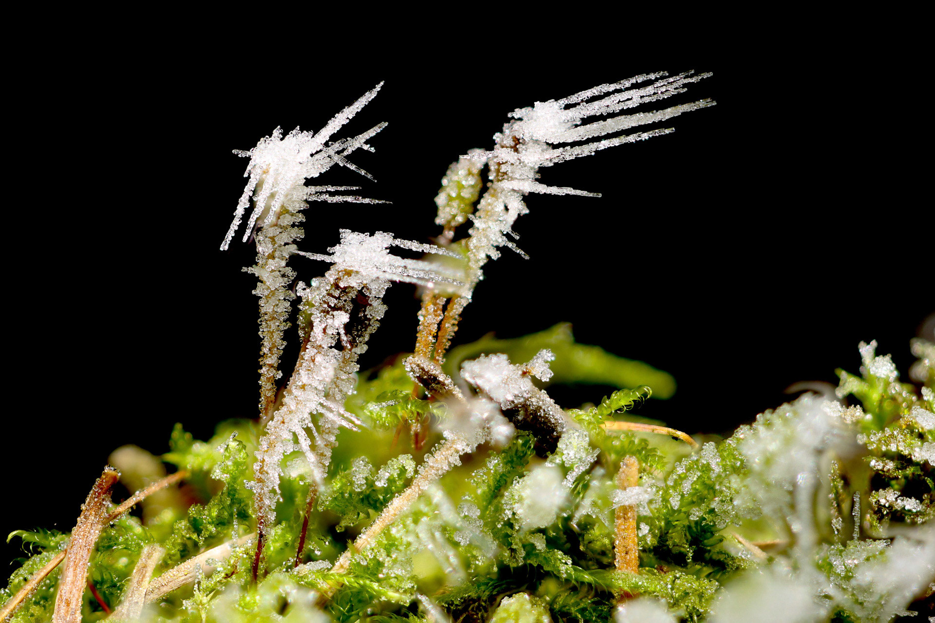 Frostblüten von Franz Haunschmied