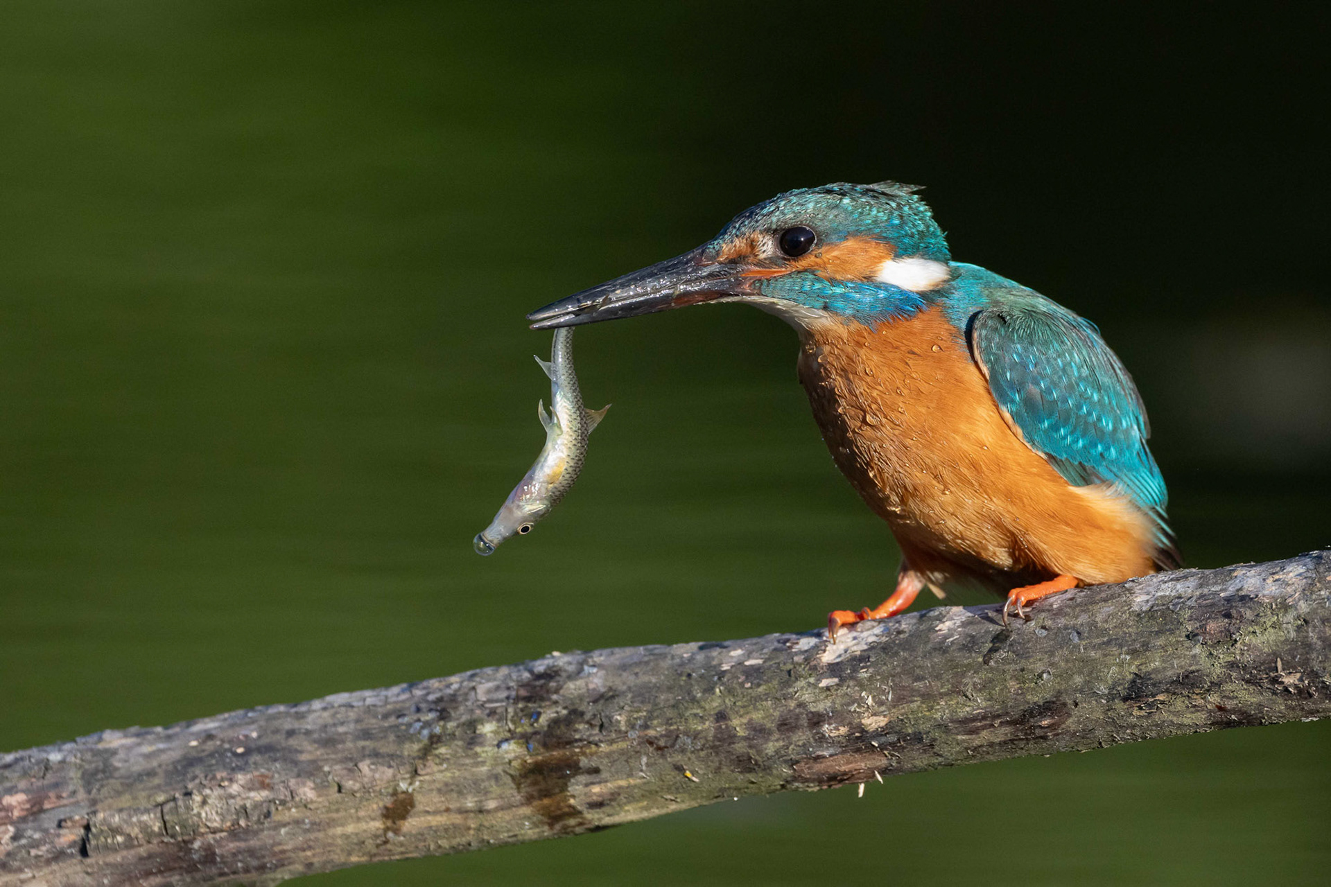 Franz Haunschmied "erwischt"