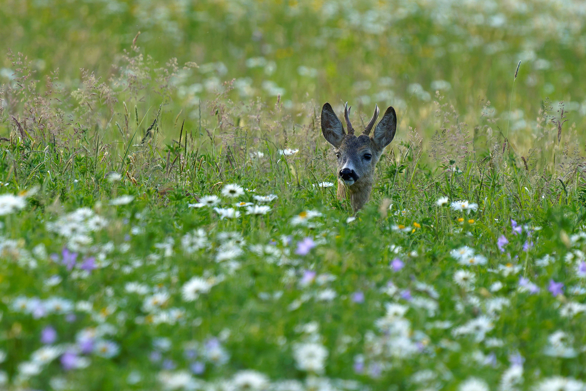 Walter  Trausinger "Bockzeit"