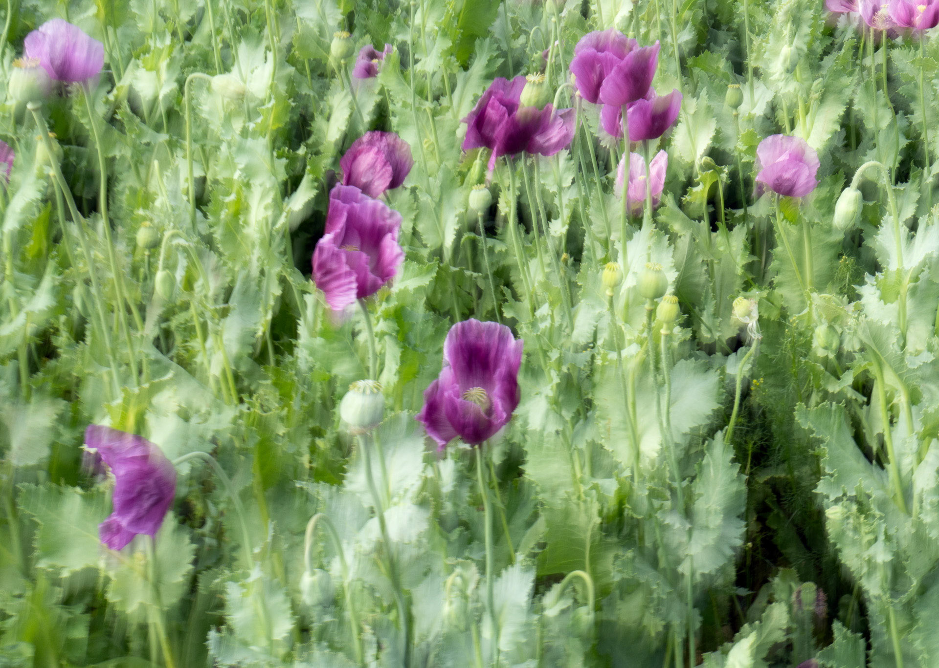 Hans Jürgen  Watzinger "Schwenk nach unten"
