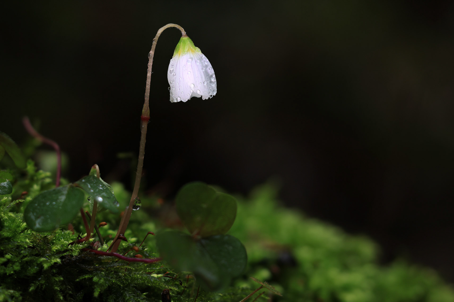 1. Regentag von Franz Haunschmied
