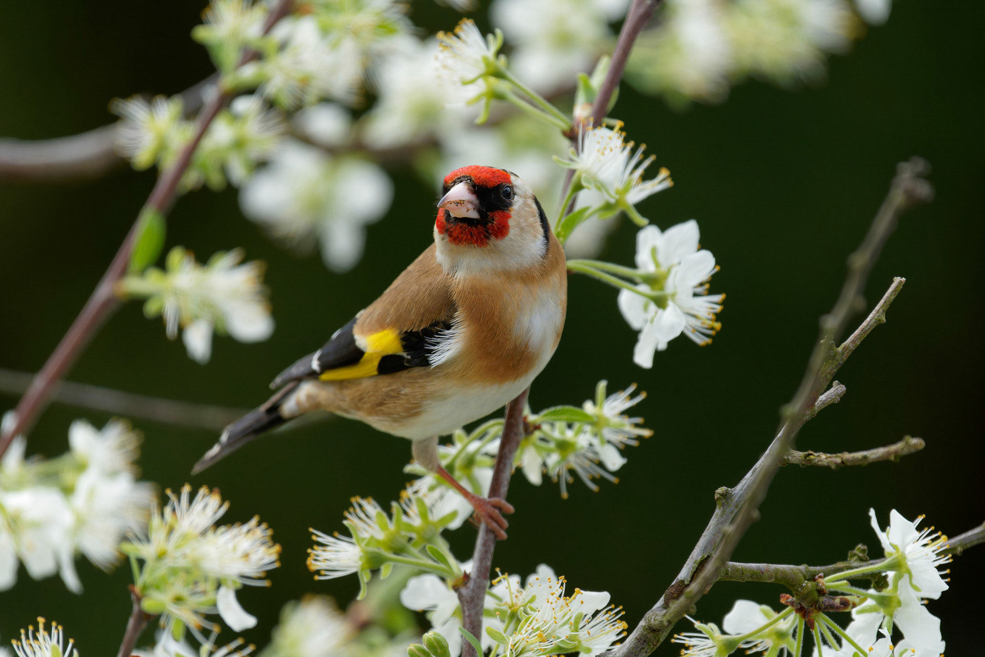 Walter  Trausinger "Stieglitz"