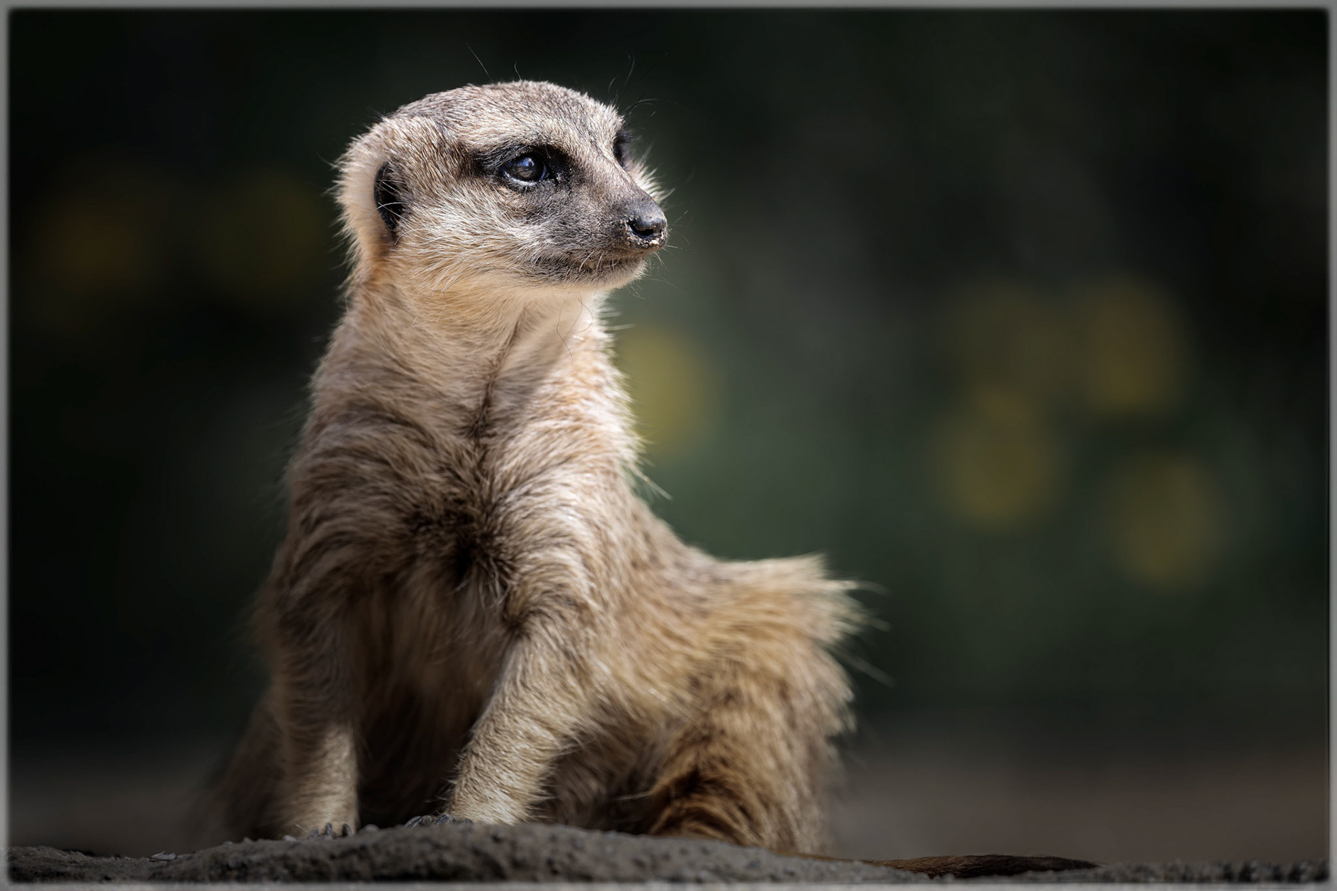 Klaus Pichler "wachsamer Blick"