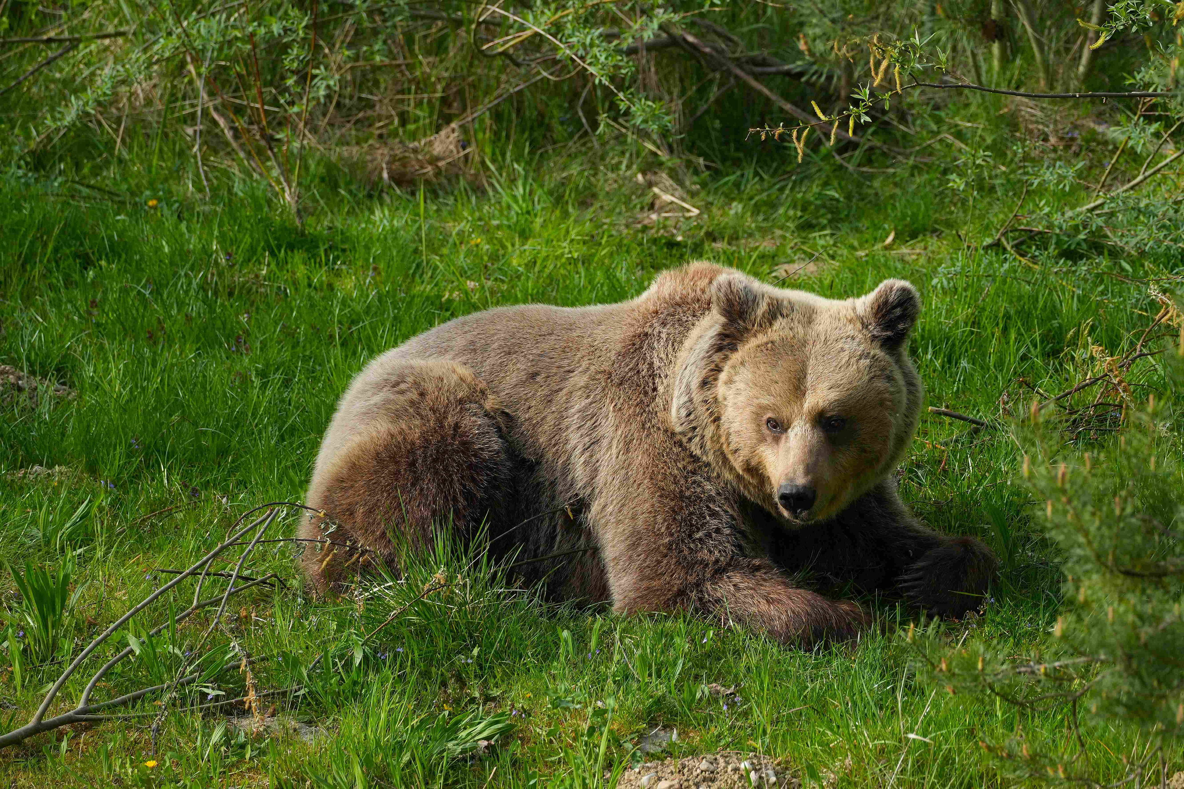 Bärenpark