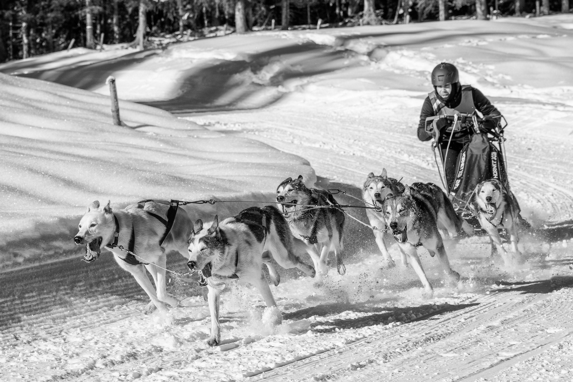 Franz  Stiglbauer "Huskyrennen"