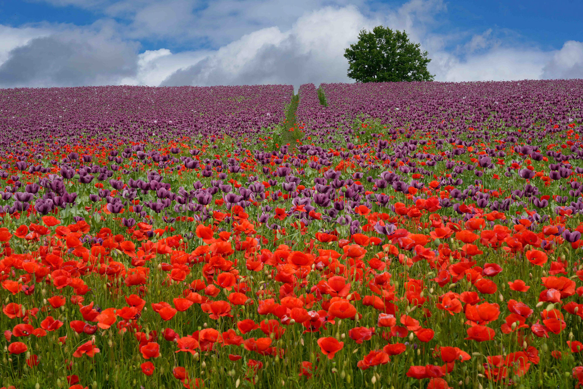 1. Walter Trausinger "Mohn"