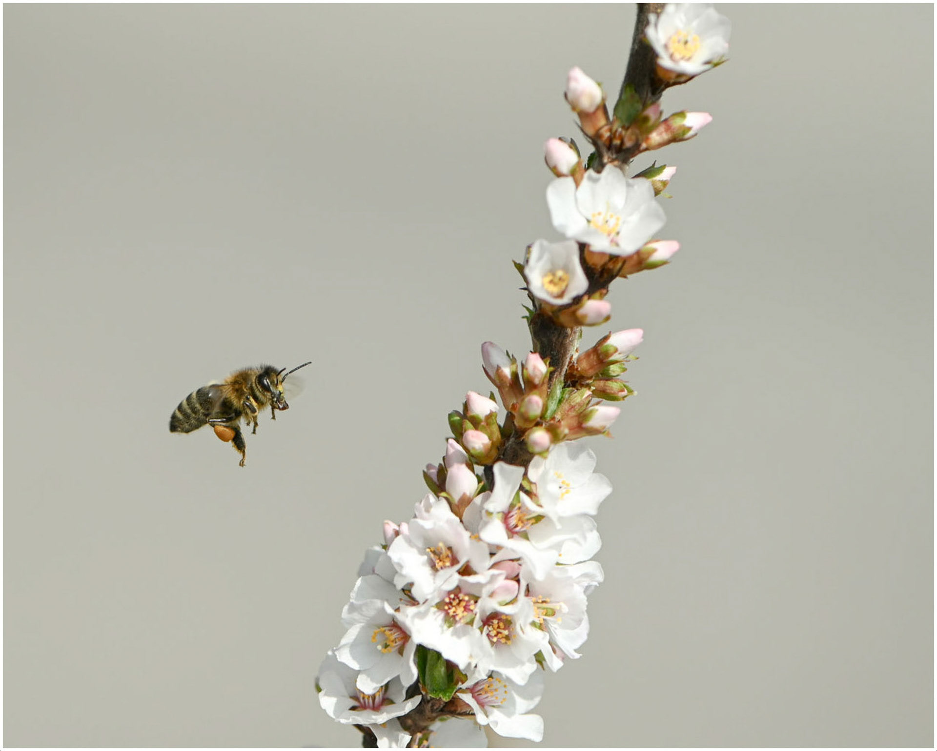 "Blüte" Franz Hebenstreit