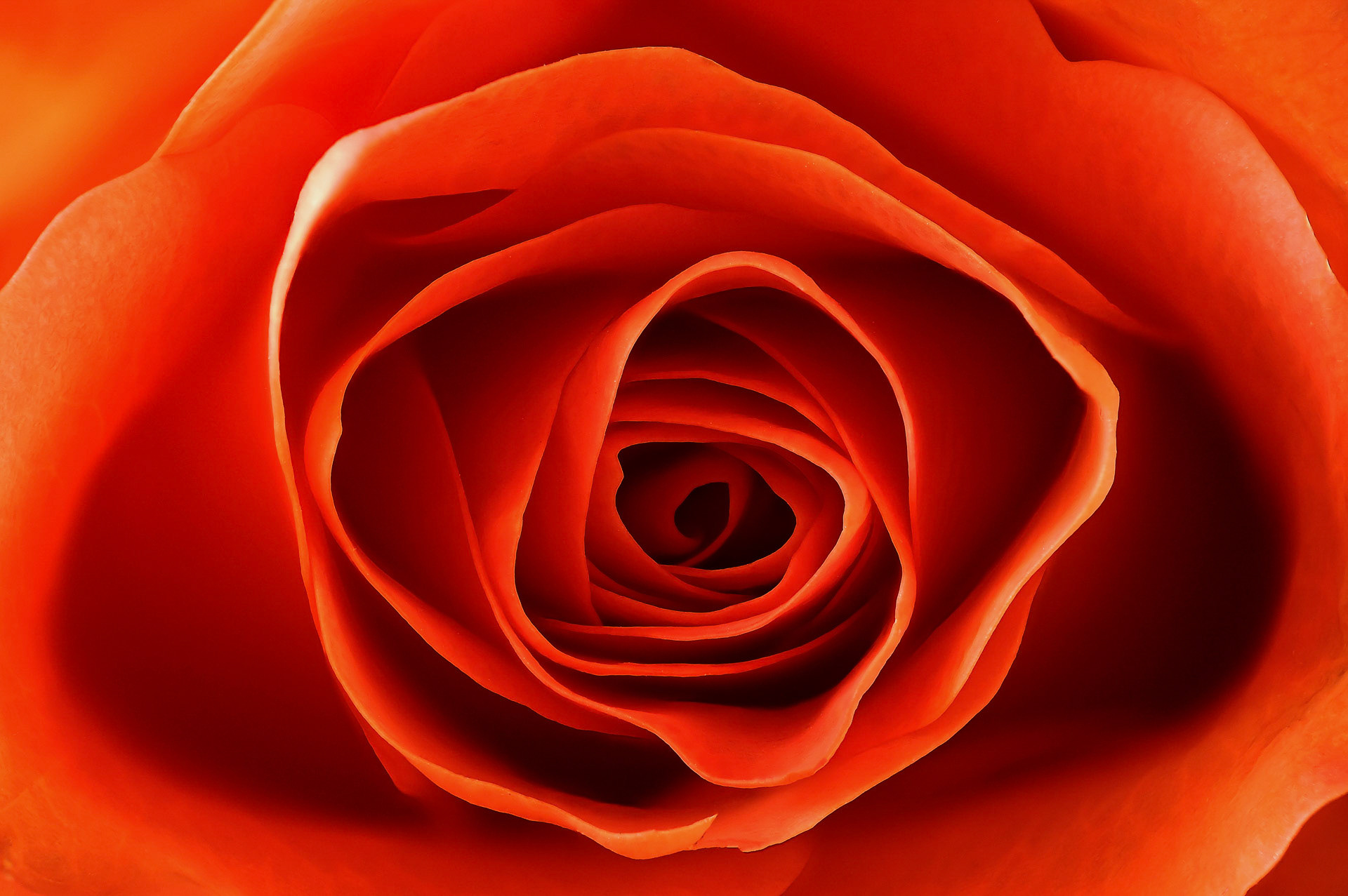 Rosenblüte von Gerhard Schneglberger