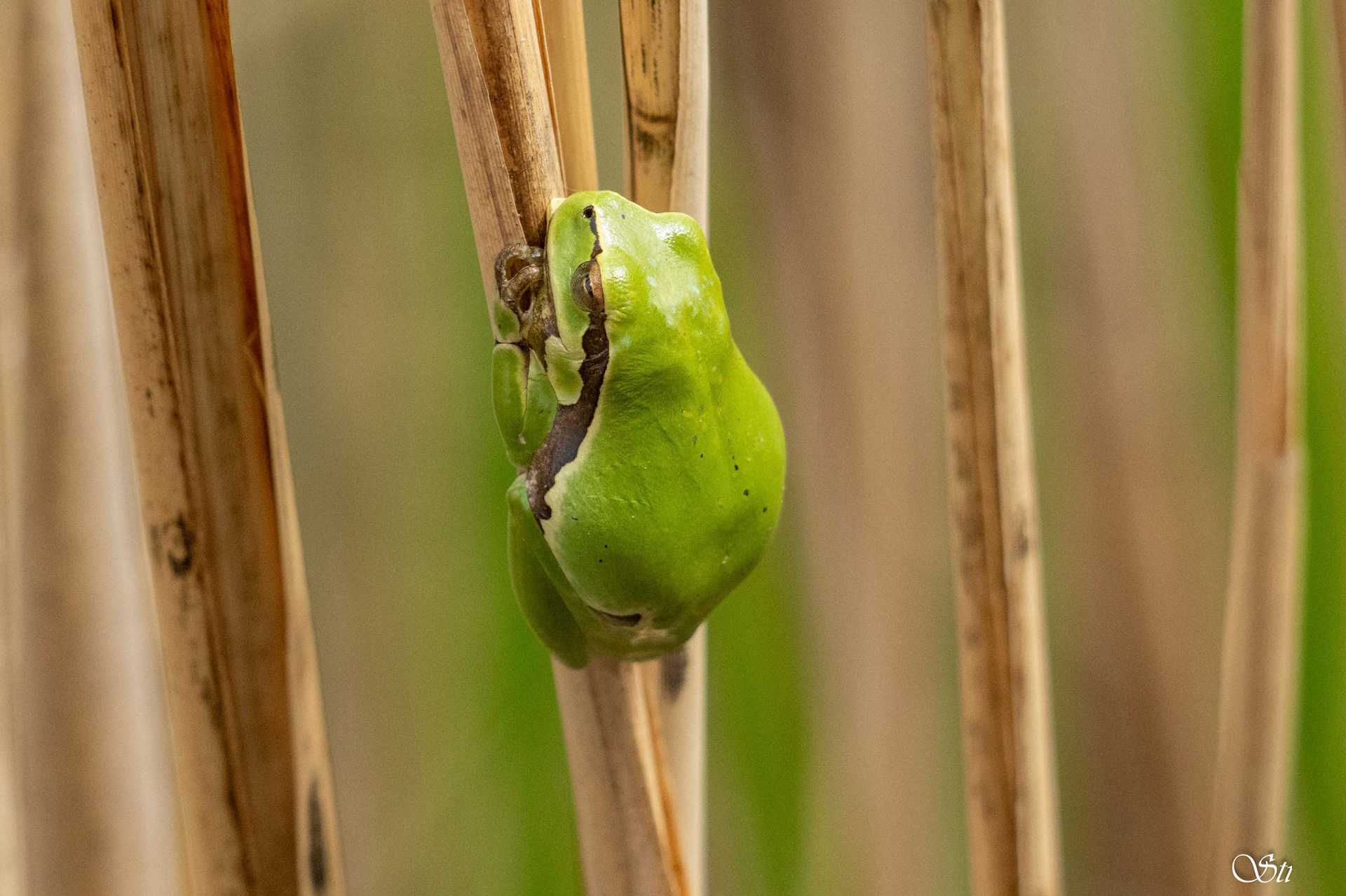 Grasfrosch