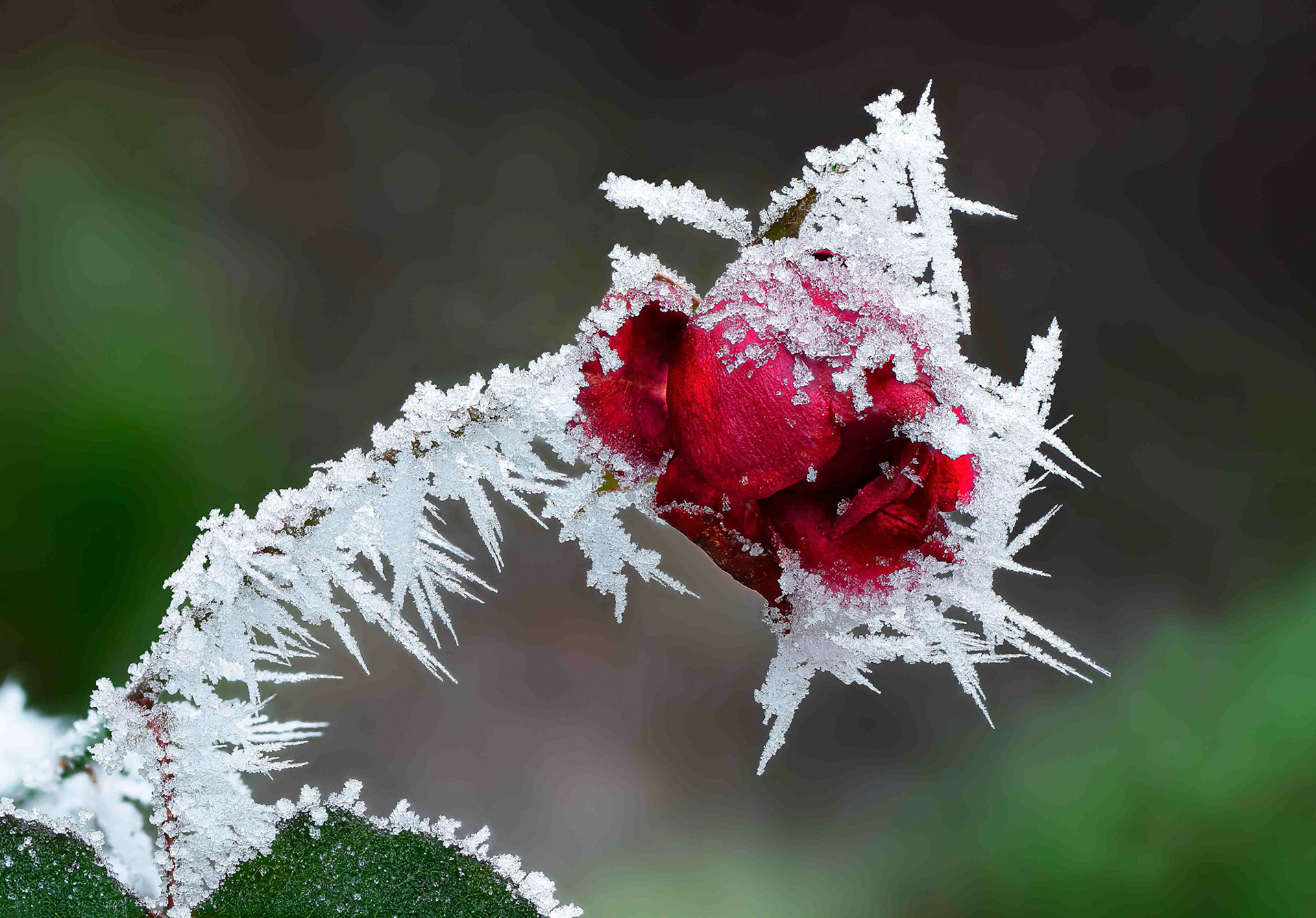 Gerhard Schneglberger "Rauhreif"