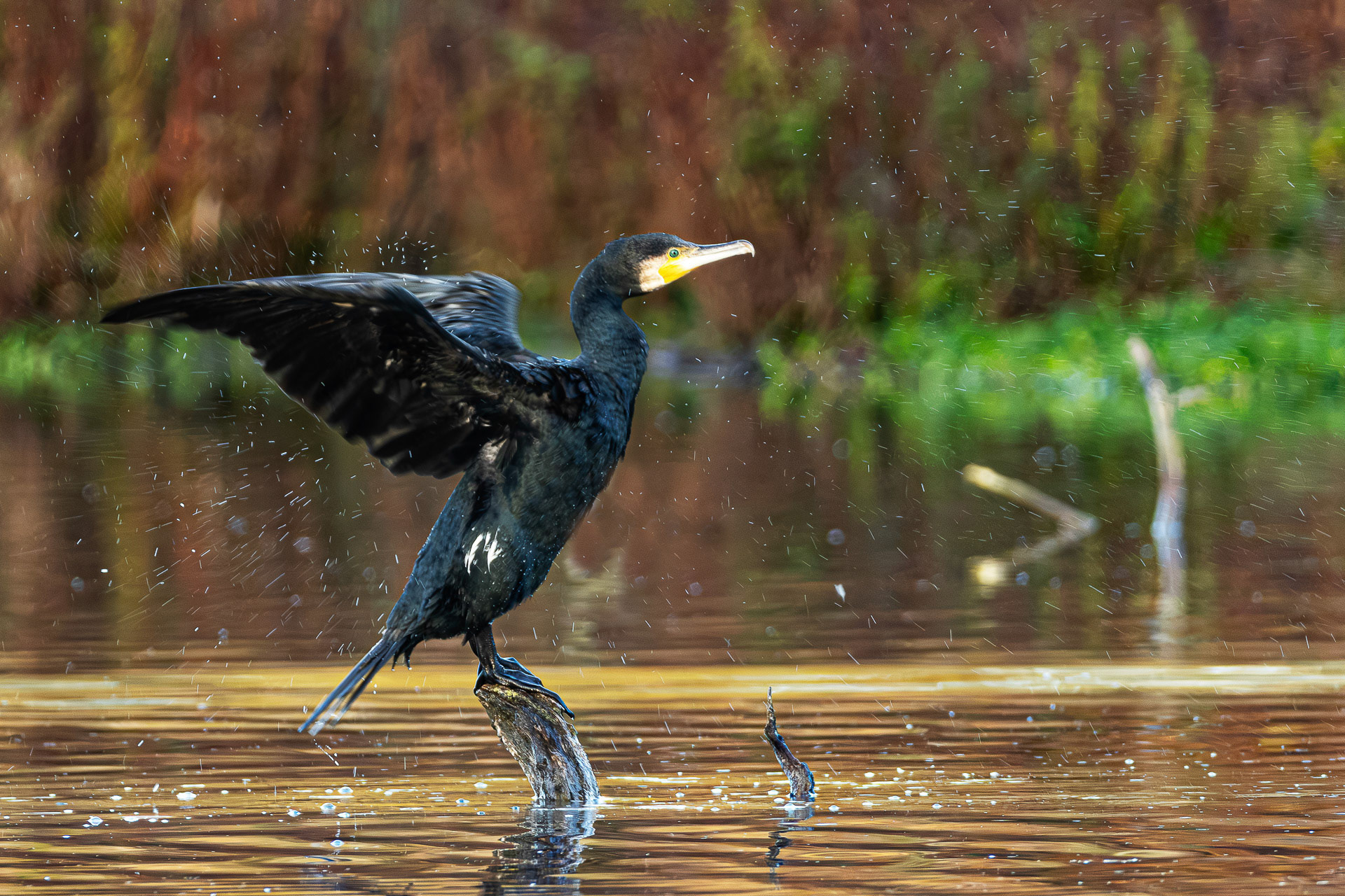 Franz Haunschmied "Kormoran"