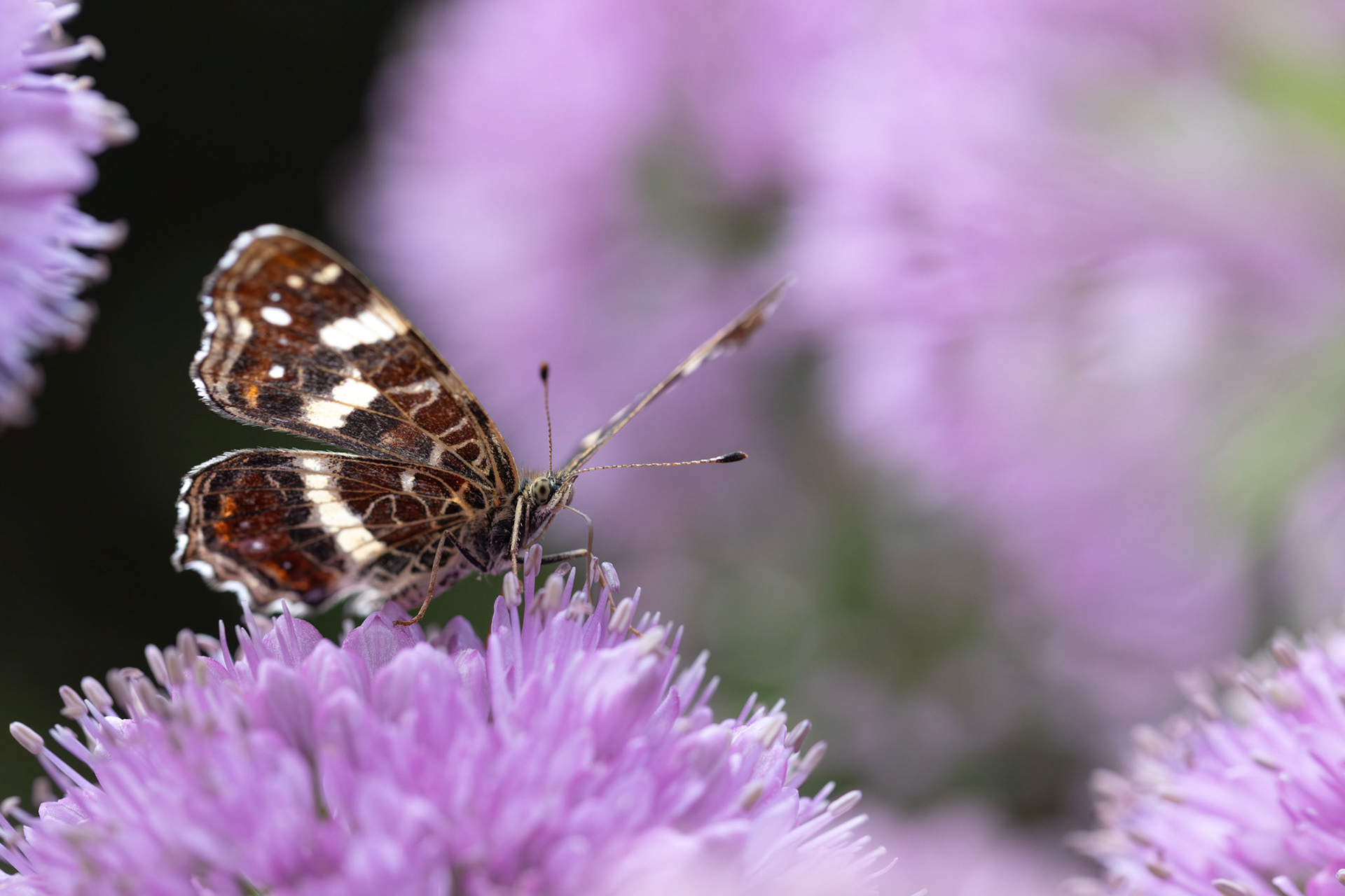 Klaus Pichler "Flügelschlag der Stille"