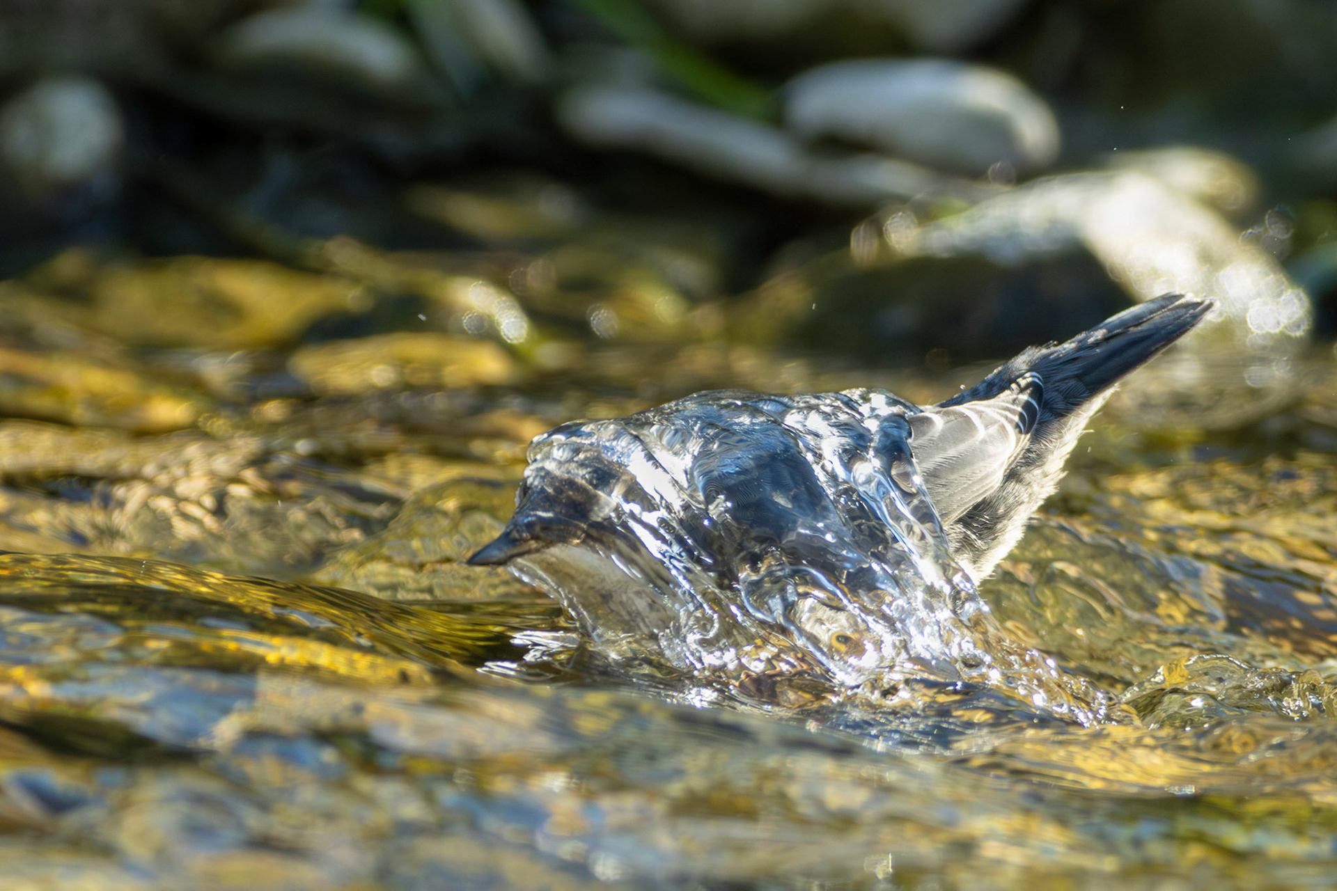 Franz Haunschmied "Inkognito"