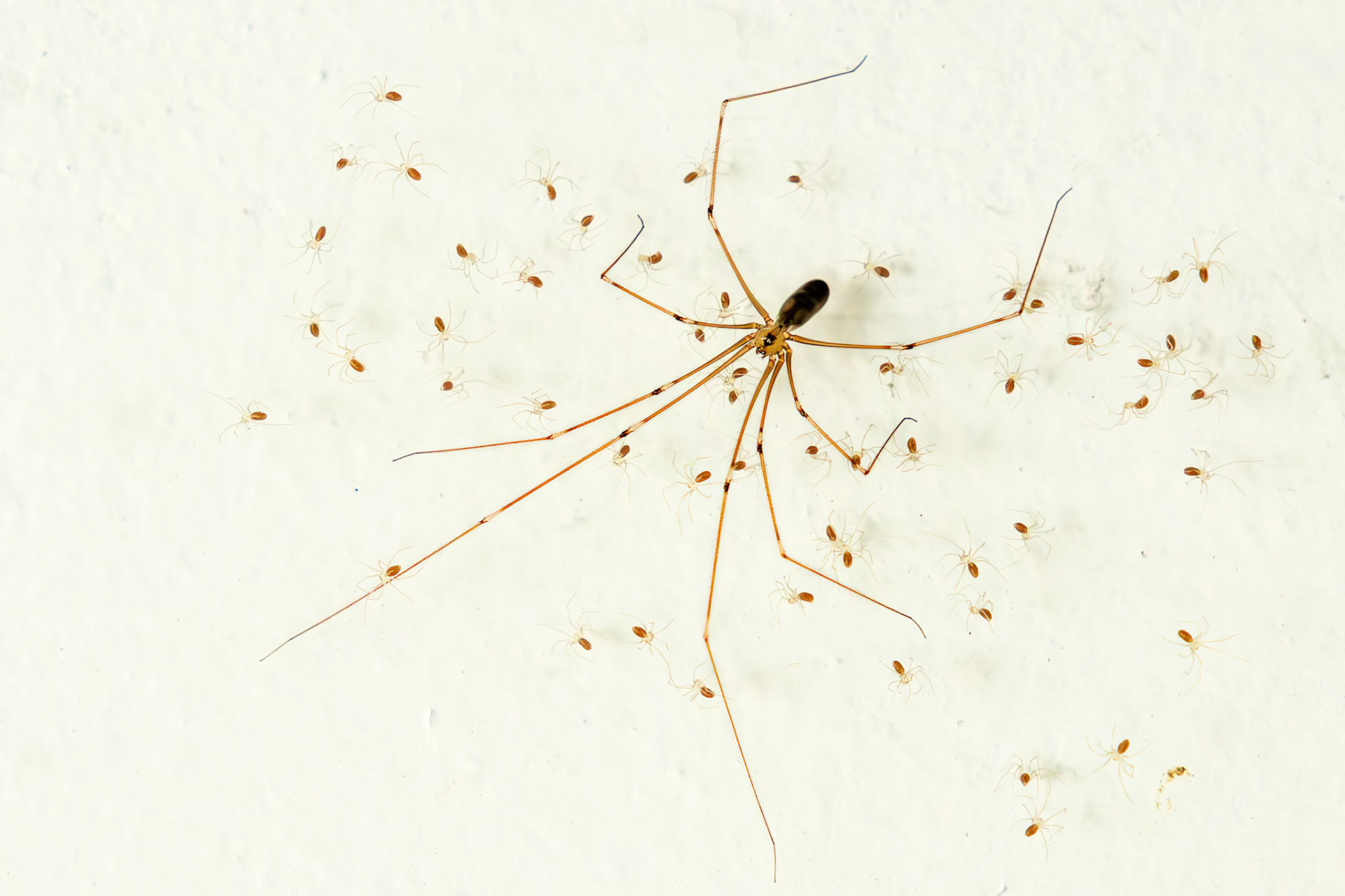 Franz Haunschmied "Zitterspinne"