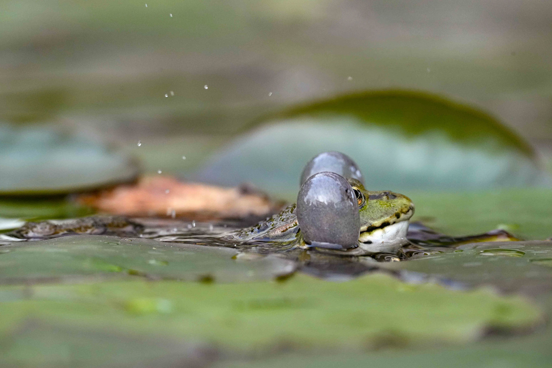 Walter Trausinger "Frosch"