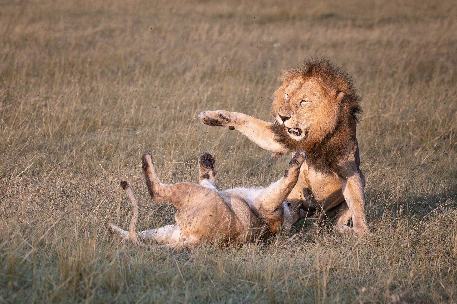 Klaus  Pichler "Lektion"