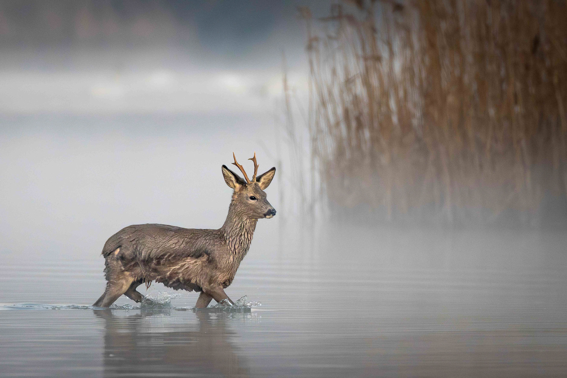Franz Haunschmied "Einstandsuche"