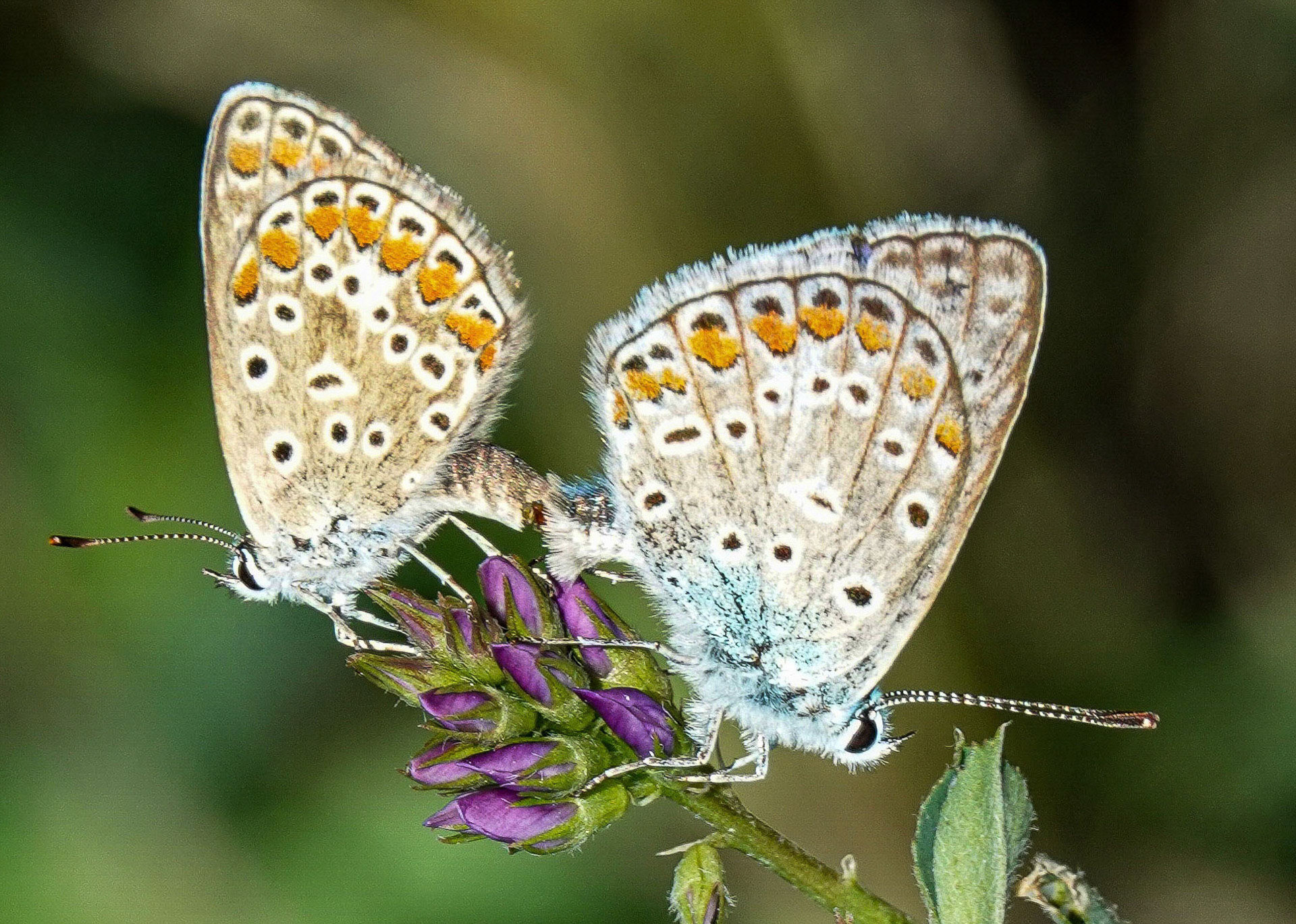Franz  Hebenstreit "Liebesspiel"