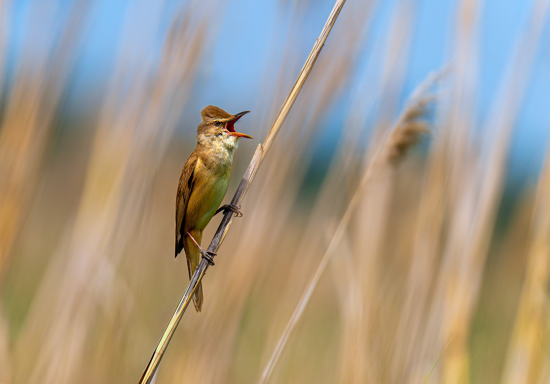 Gerhard  Schneglberger "Sumpfrohrsänger"