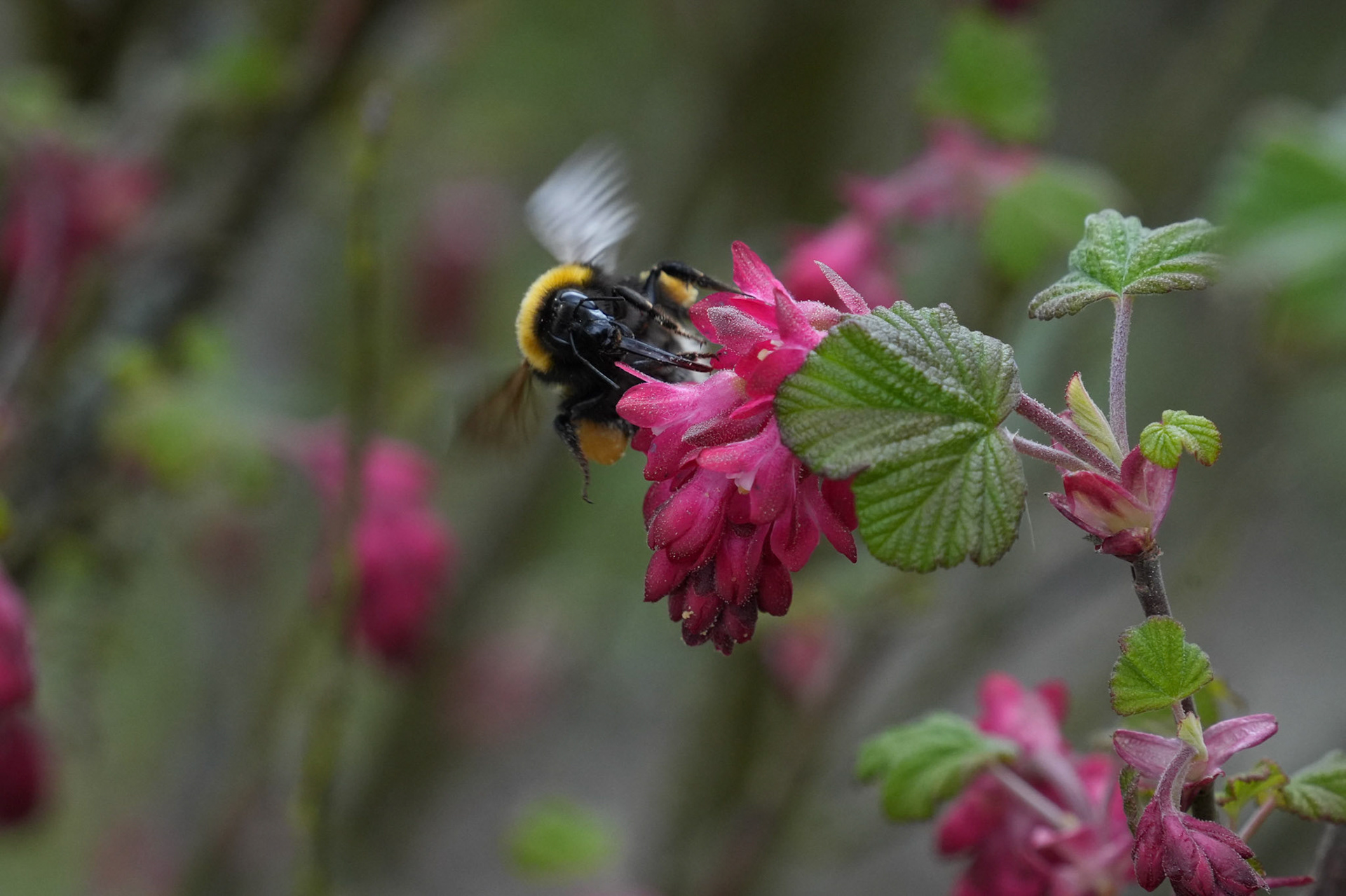 Johann Zavatzki "Anflug"