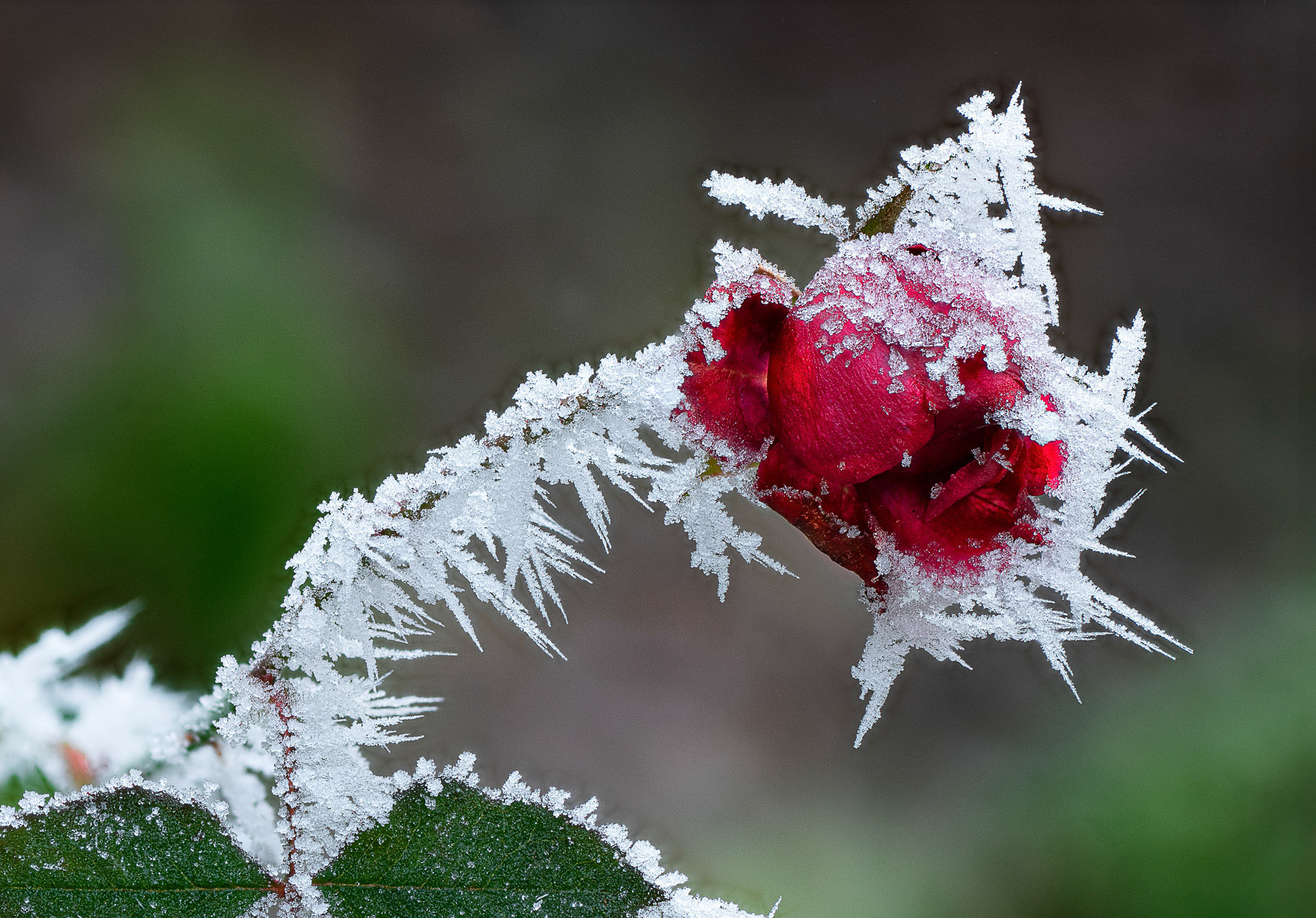 Rauhreif von Gerhard schneglberger