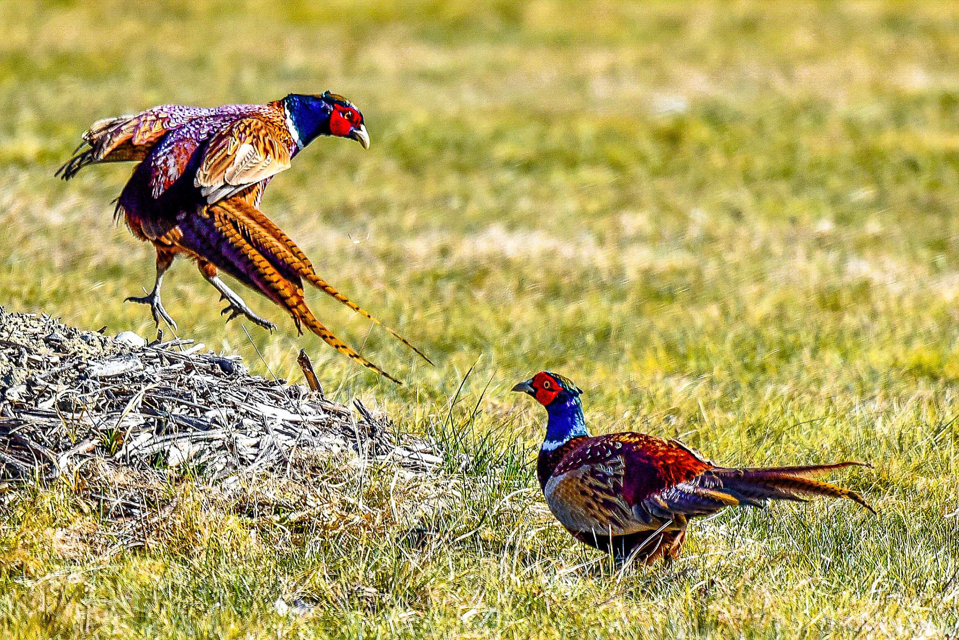 Franz Hebenstreit "Hahnenkampf"