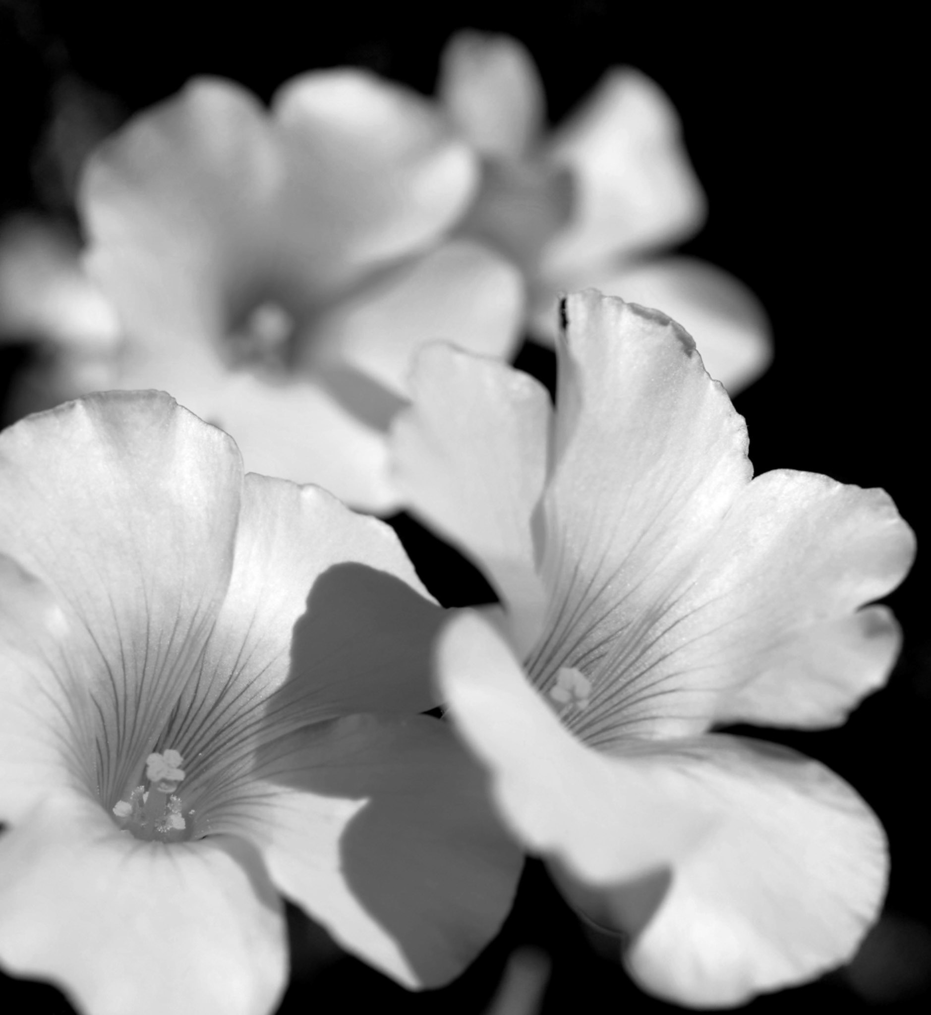 Hans Jürgen  Watzinger "SWSA"