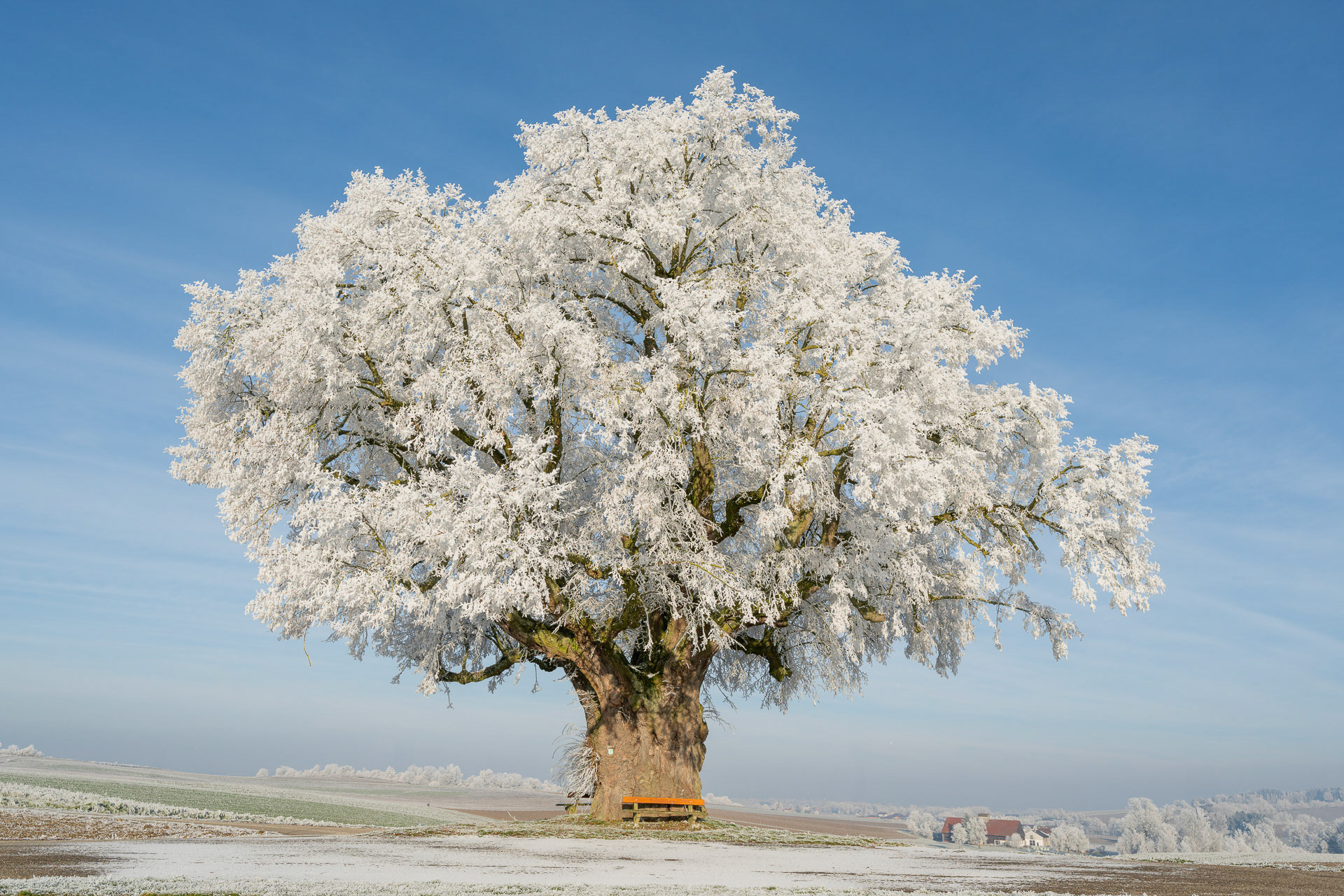 1. Kaiserlinde von Franz Stiglbauer