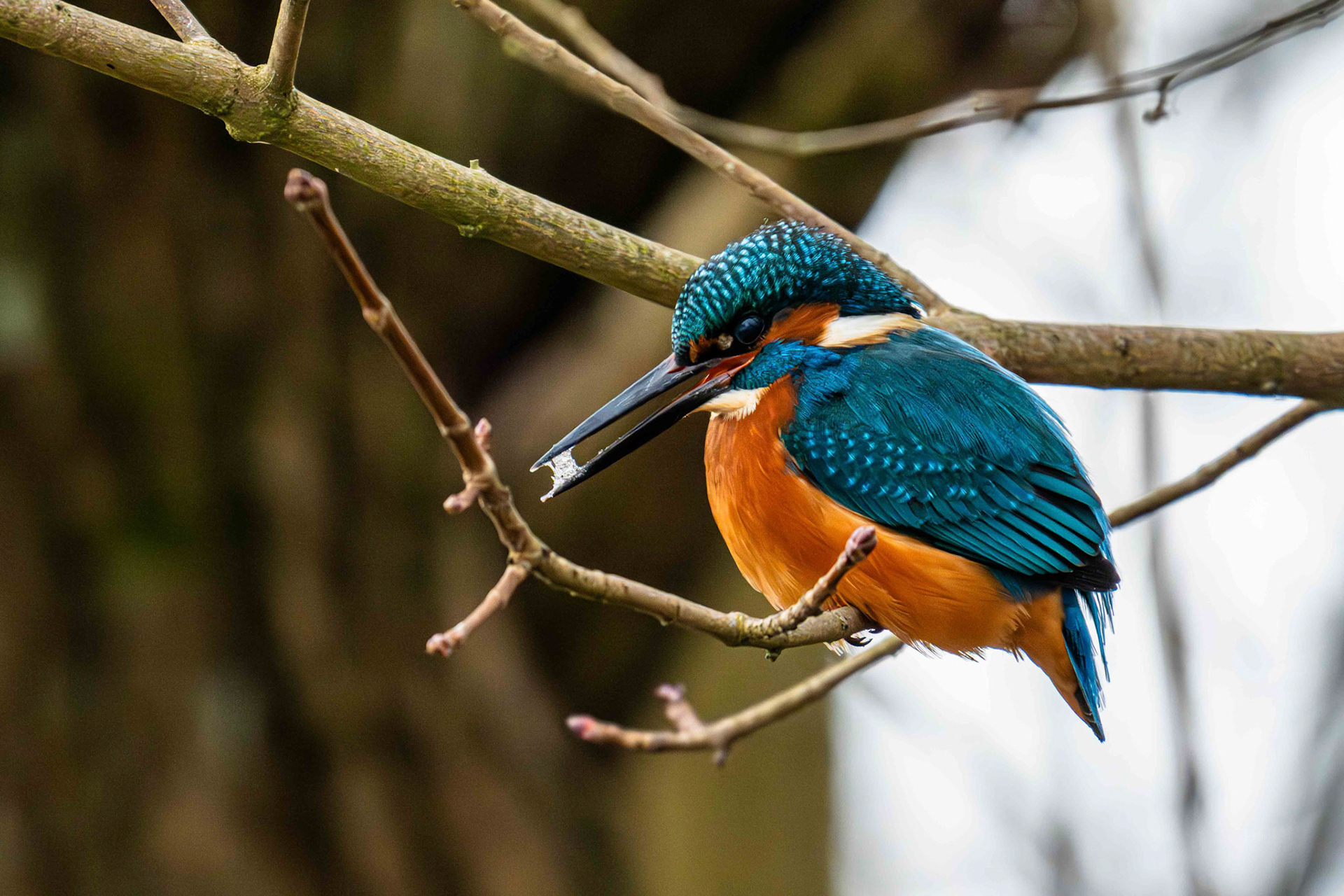 Franz Stiglbauer "Eisvogel"