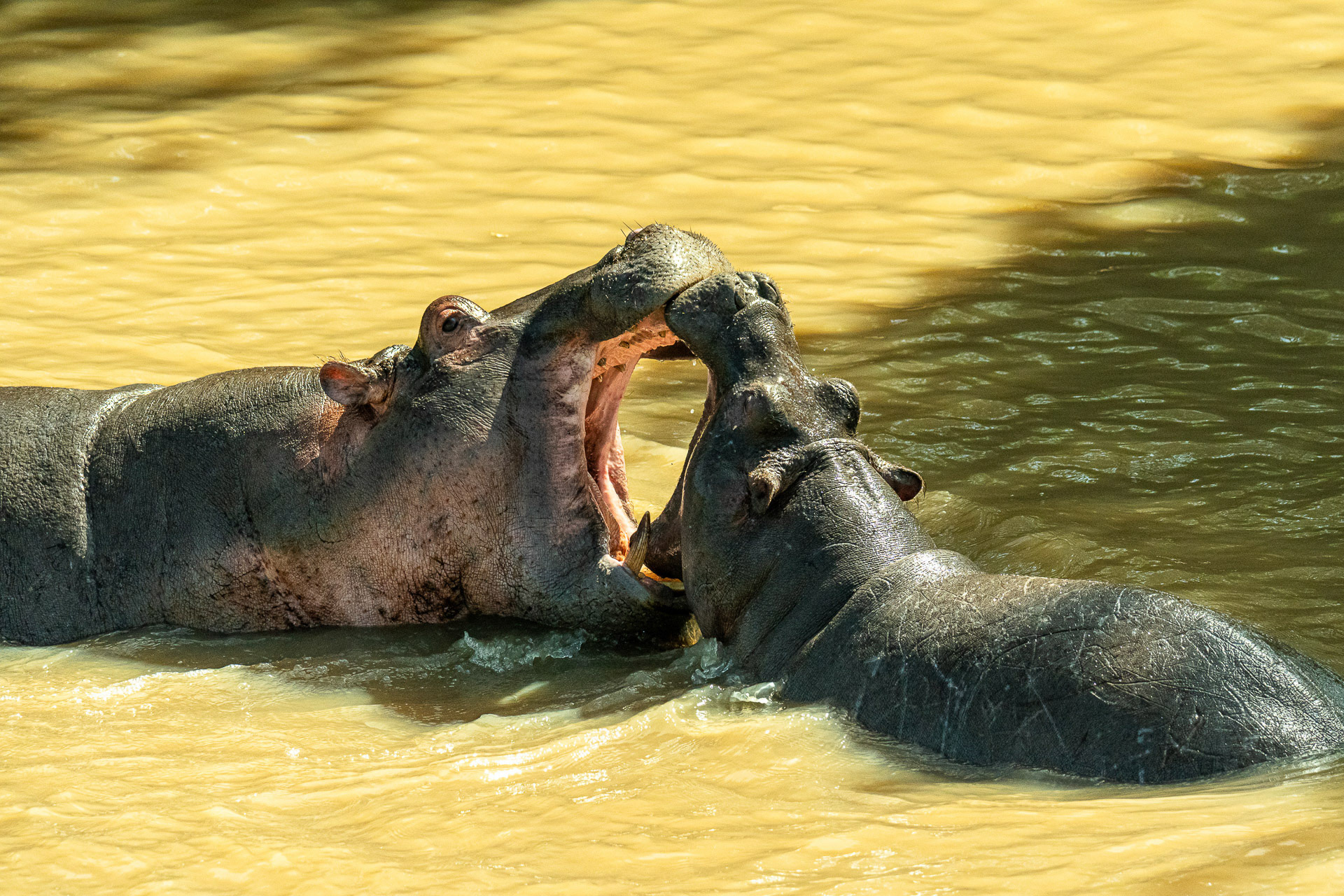 Franz  Stiglbauer "große Klappe"