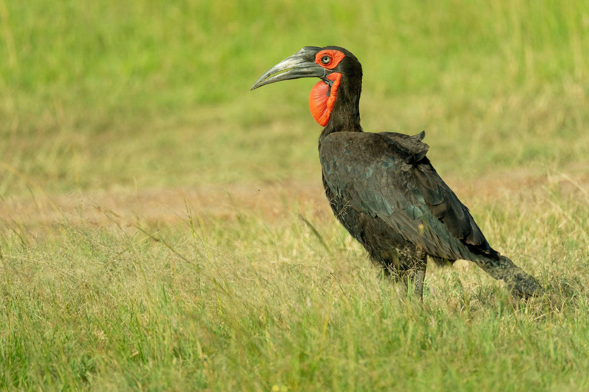 Franz  Stiglbauer "Hornrabe"