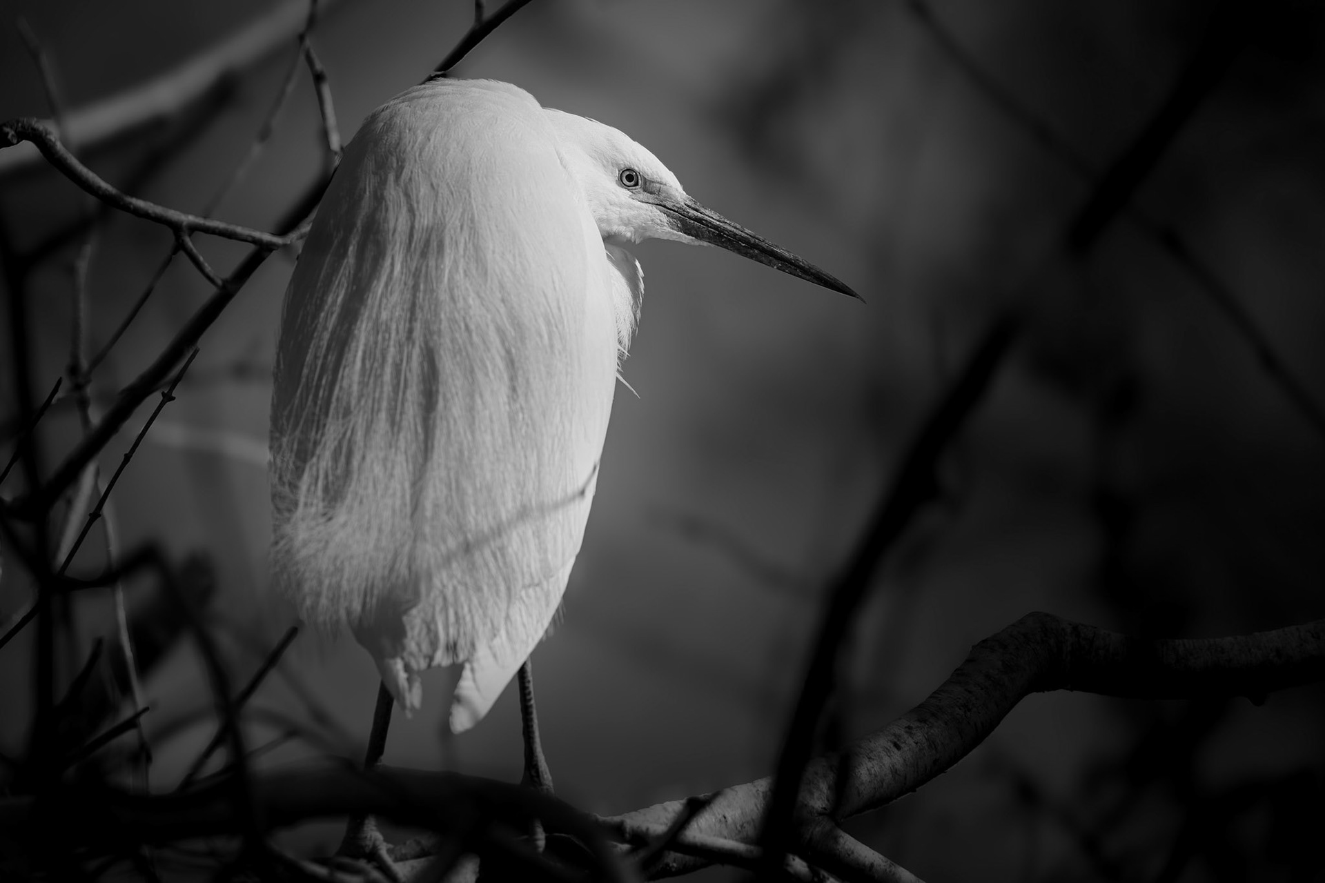 Klaus Pichler "der stille Blick"