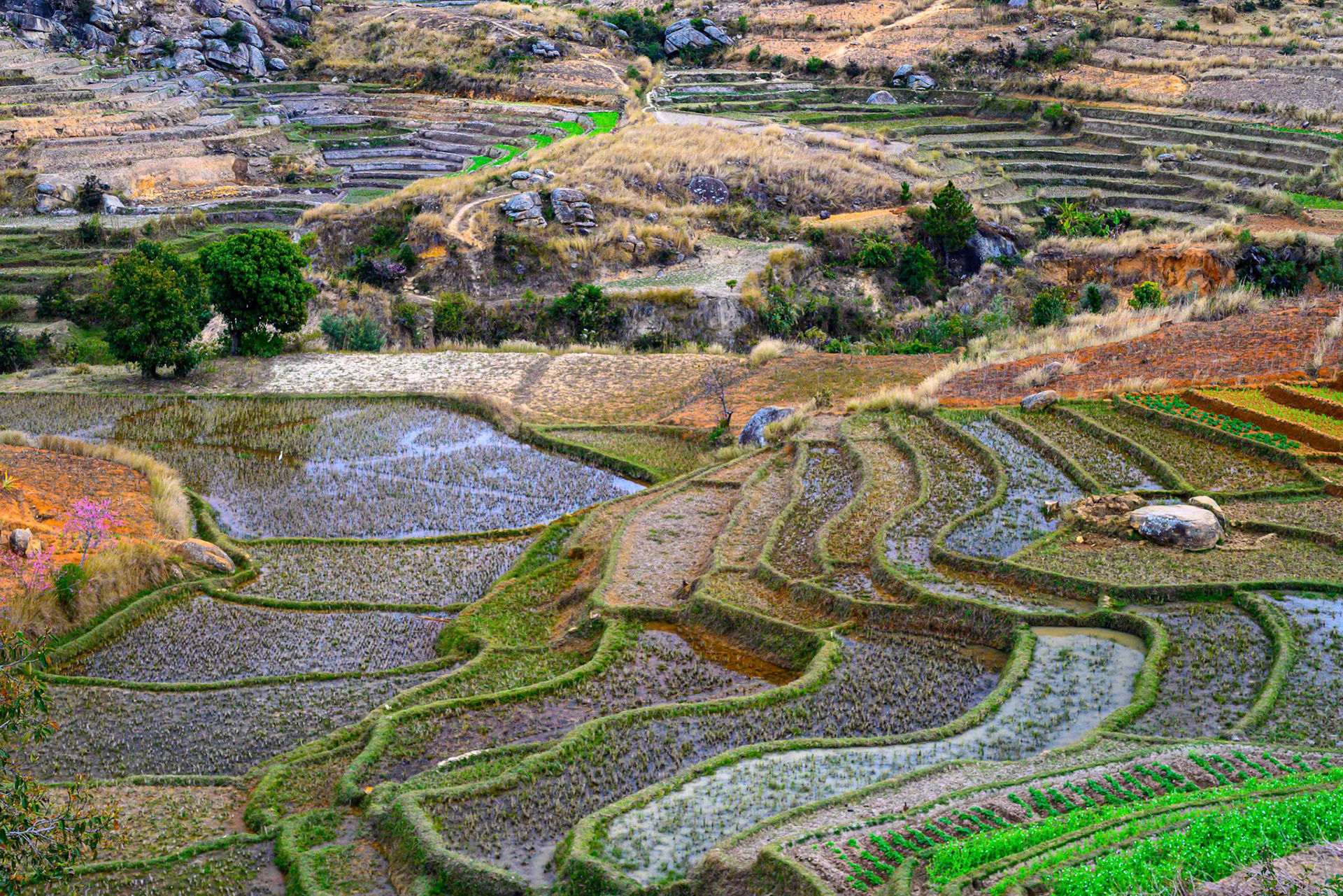 Franz Hebenstreit "Reisanbau"