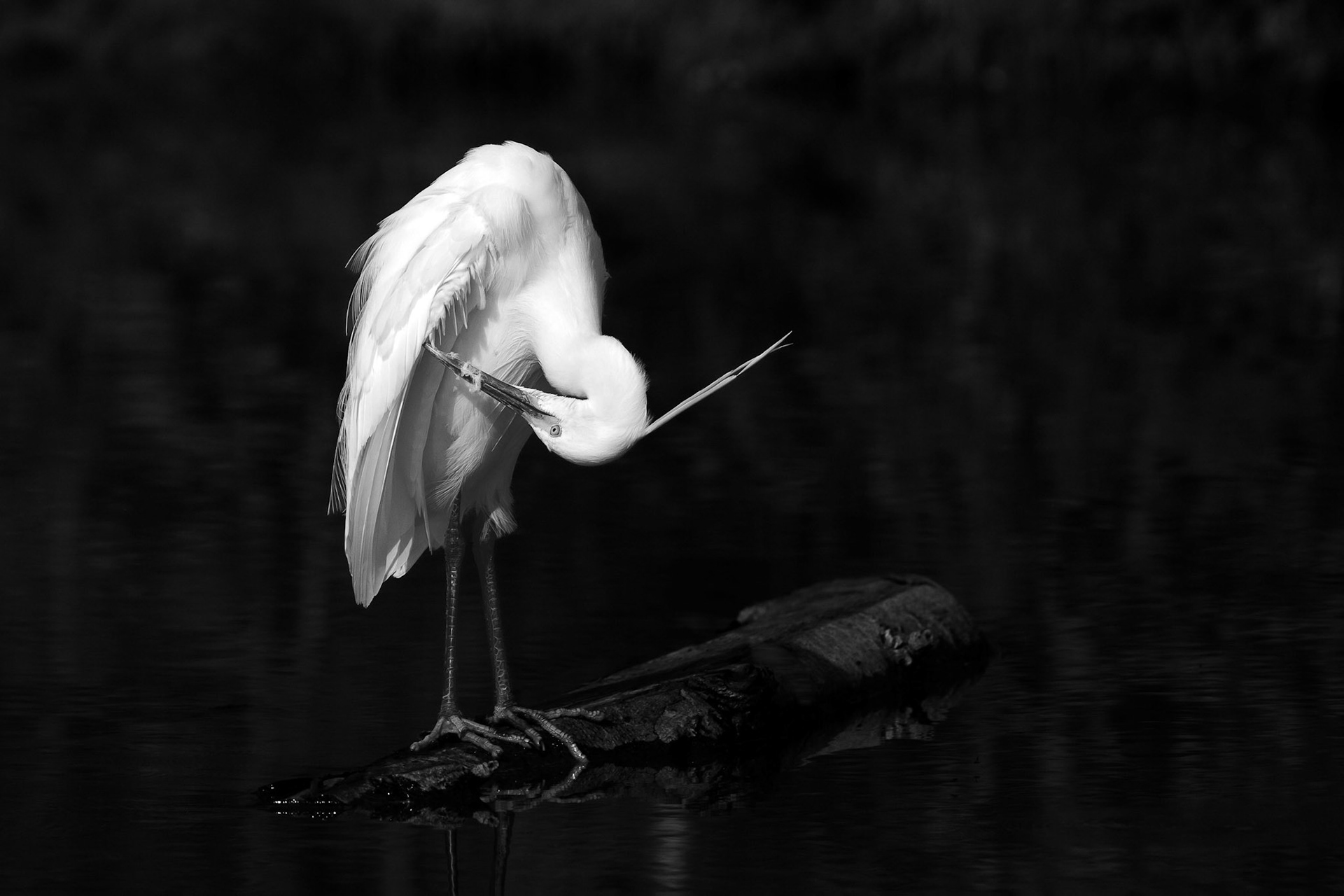 3. Franz Haunschmied "Gefiederpflege"