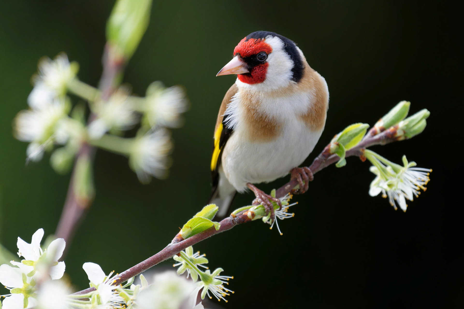 Trausinger Walter "Stieglitz"