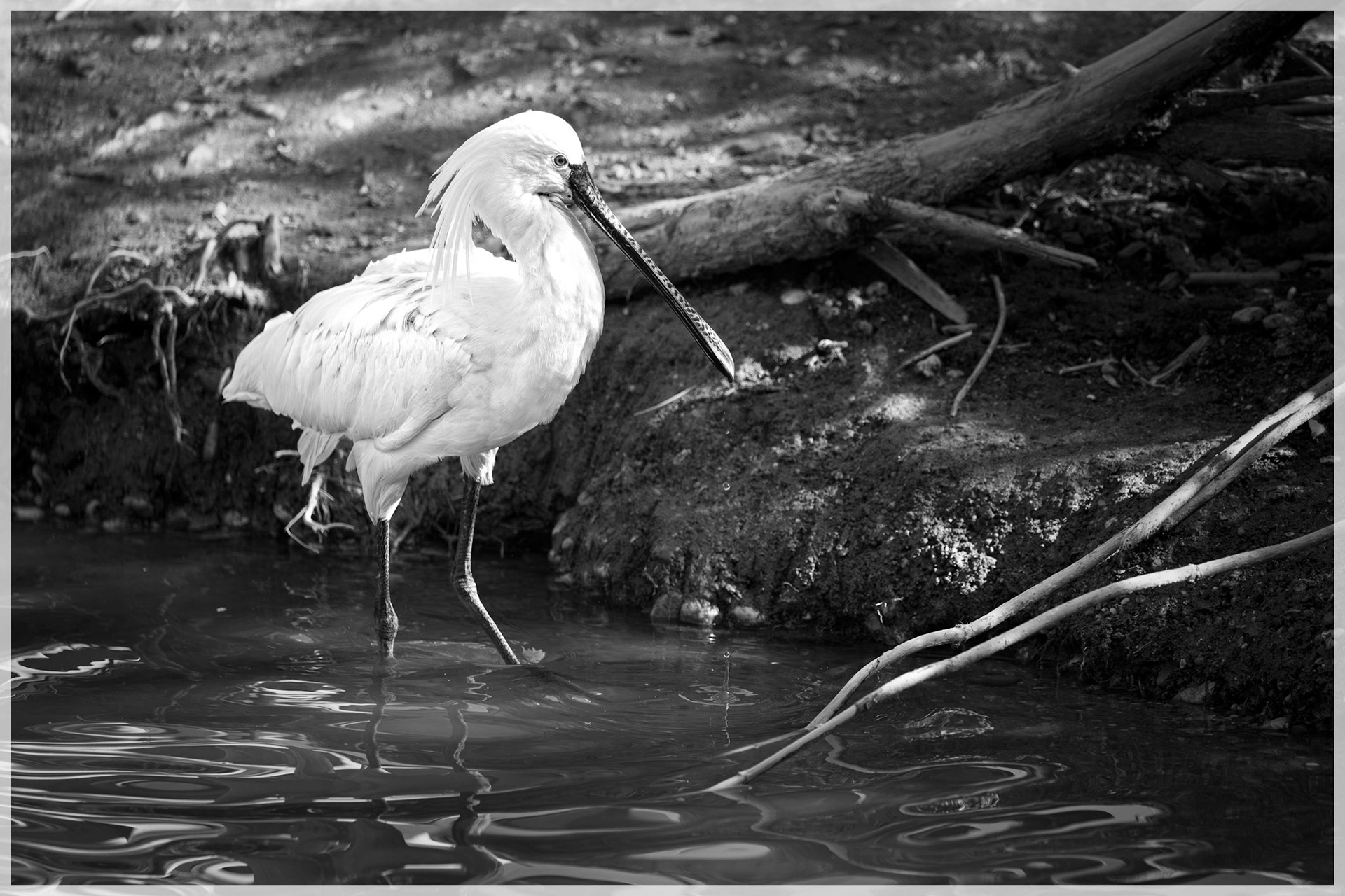 Klaus Pichler "Der Wächter des Ufers"