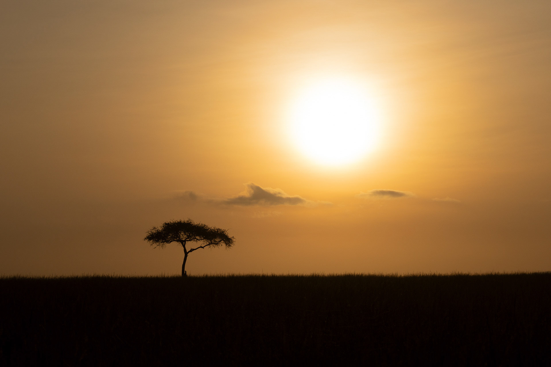 Massai Mara von Klaus Pichler
