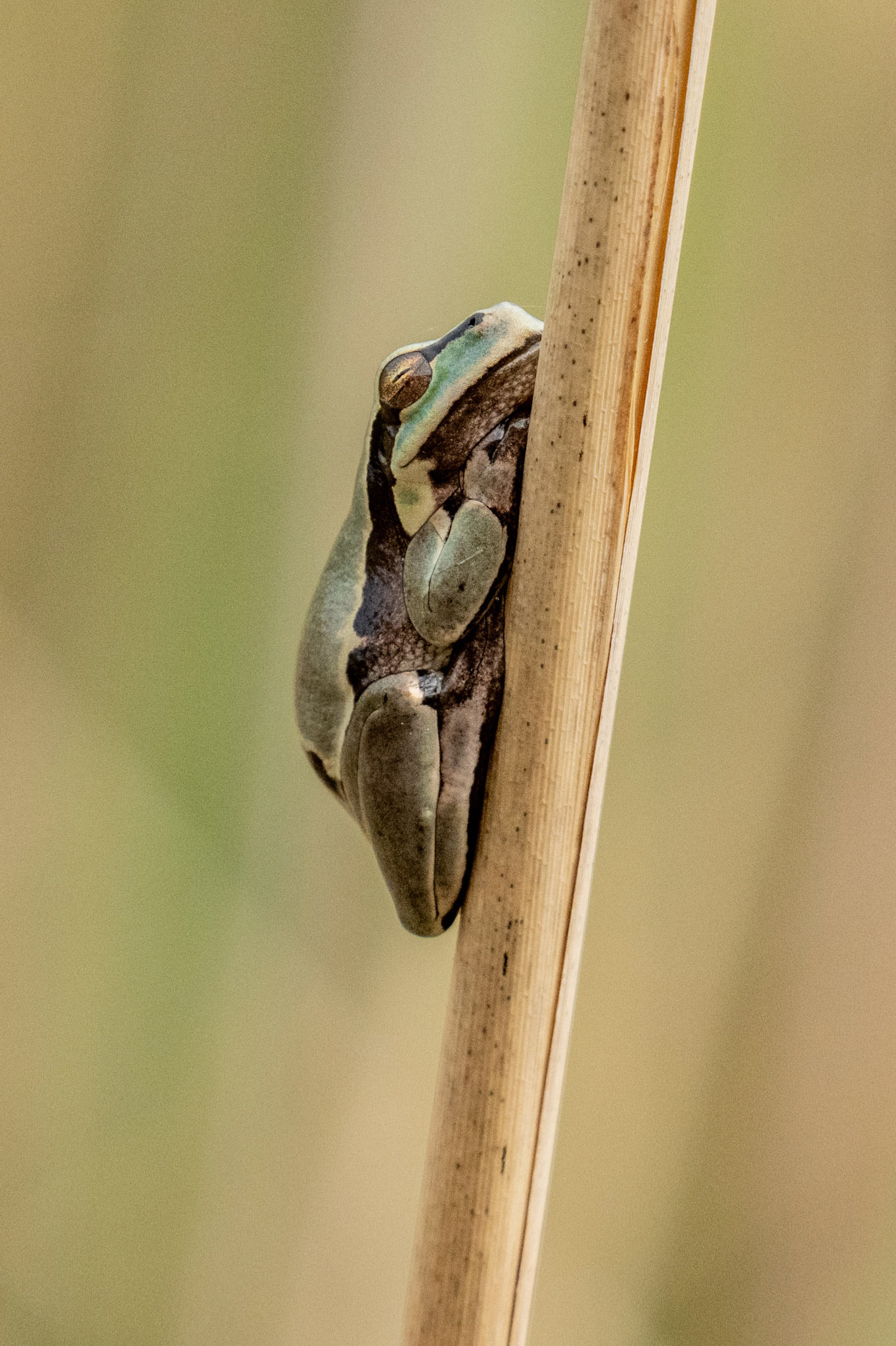 Grasfrosch