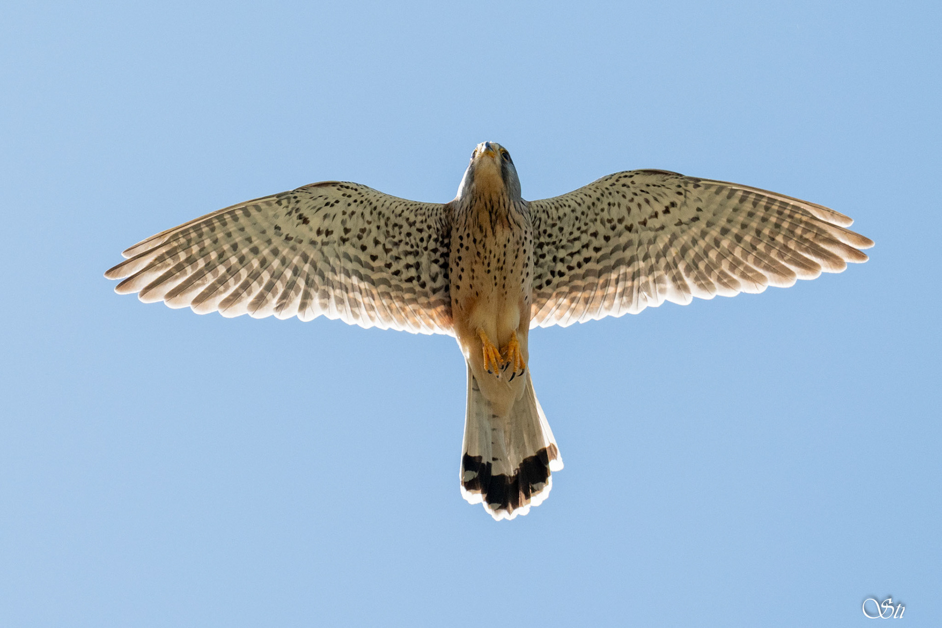 Turmfalke