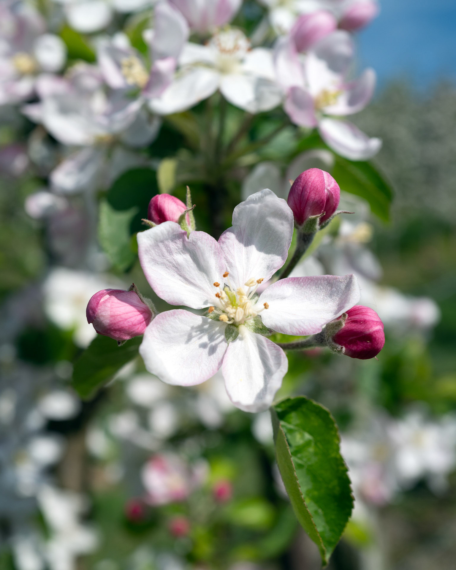 Hans Jürgen  Watzinger "Ein Apfel wirds"
