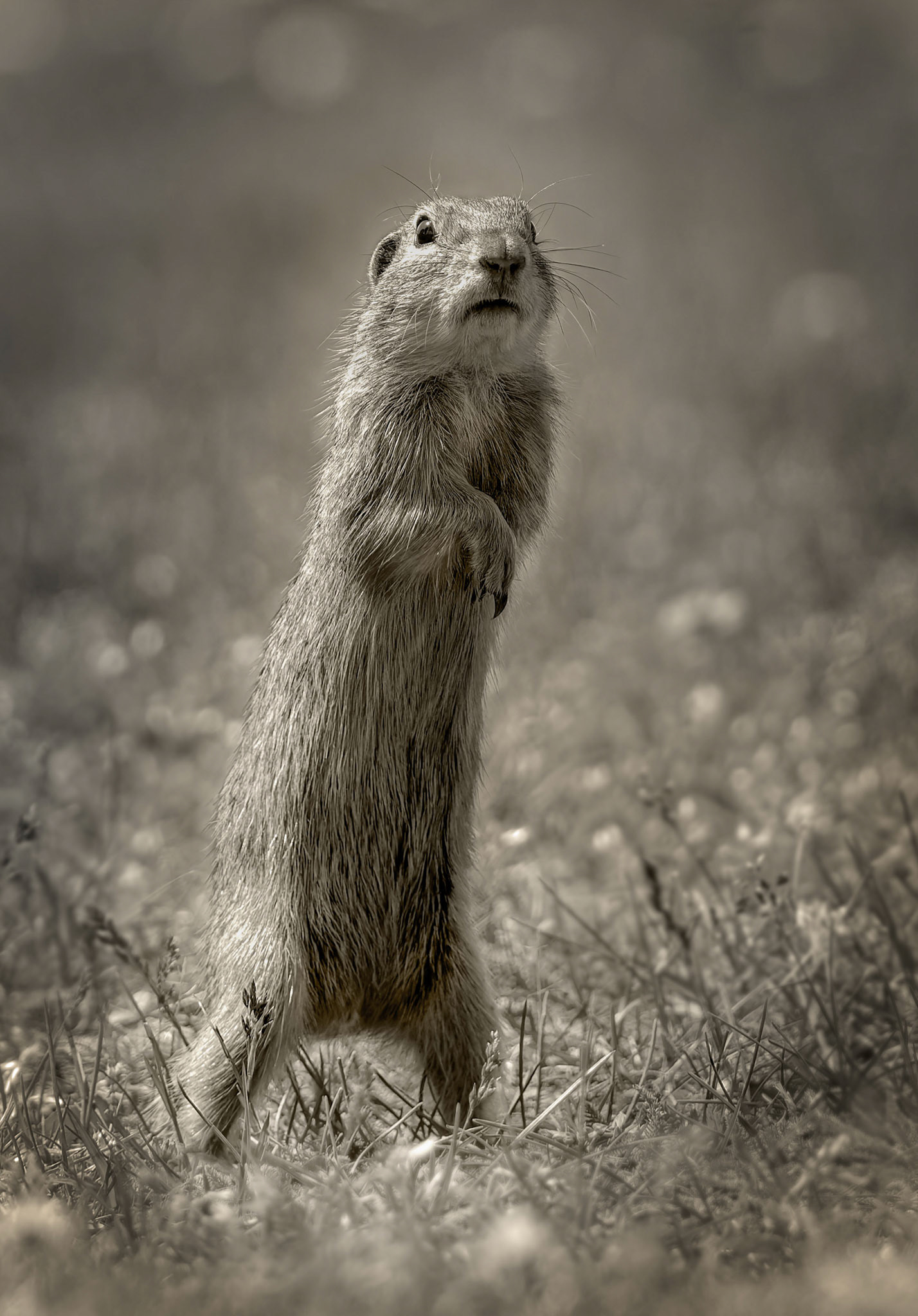 Gerhard Schneglberger "Ziesel"