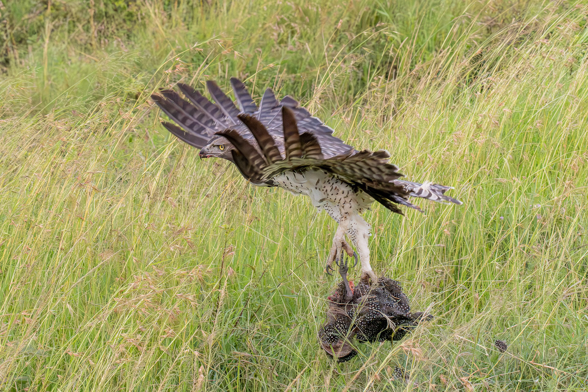 Franz  Stiglbauer "Adler mit Beute"
