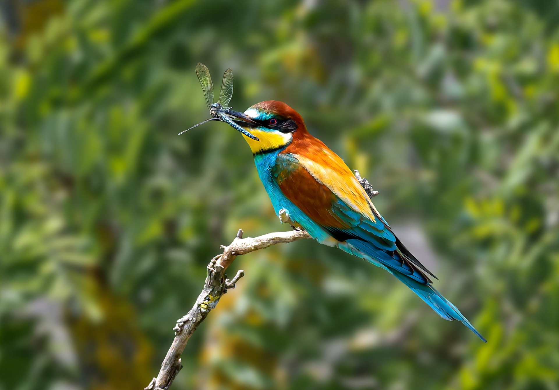 3. Gerhard Schneglberger "Bienenfresser"