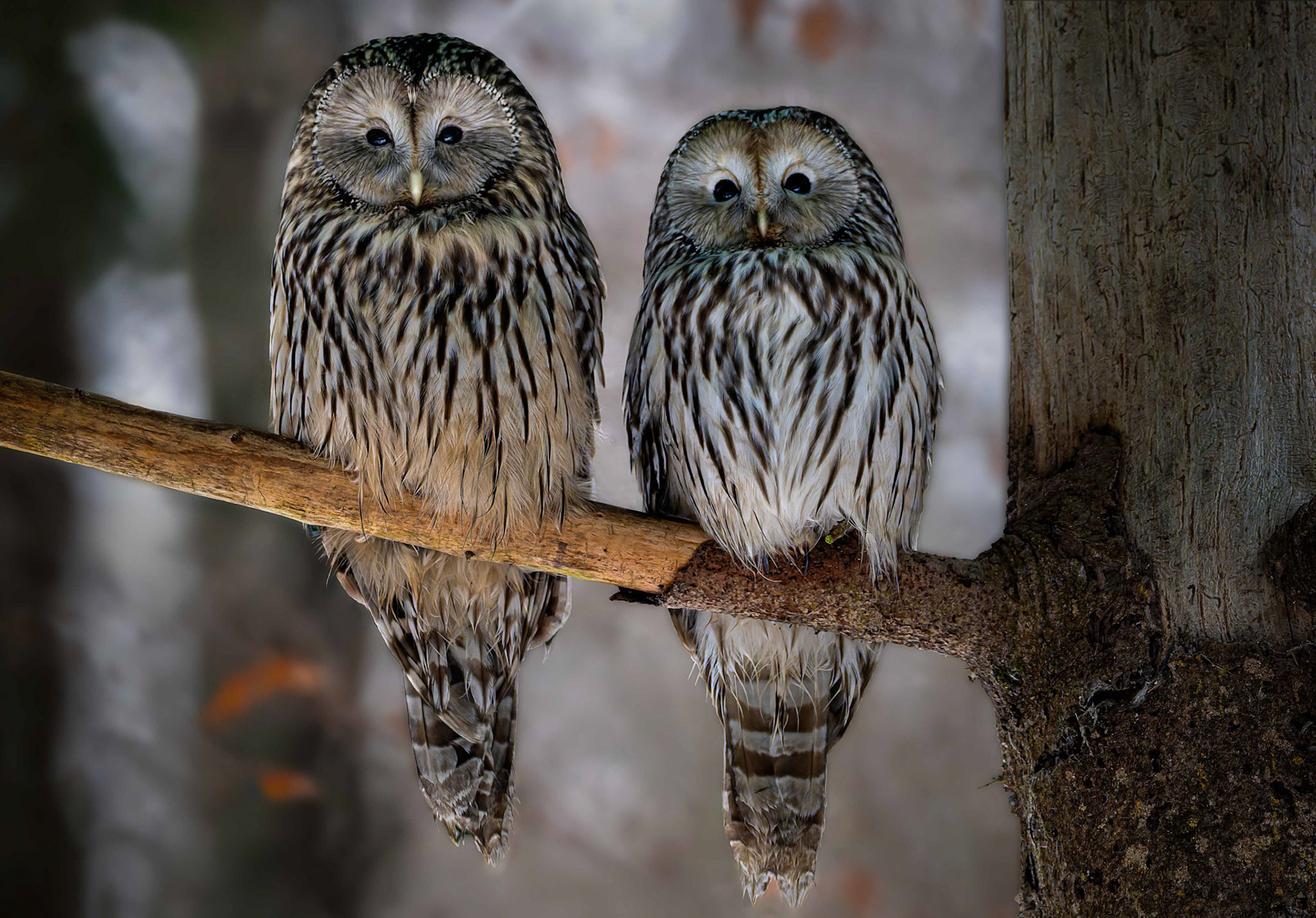 Gerhard Schneglberger "Waldkautz"